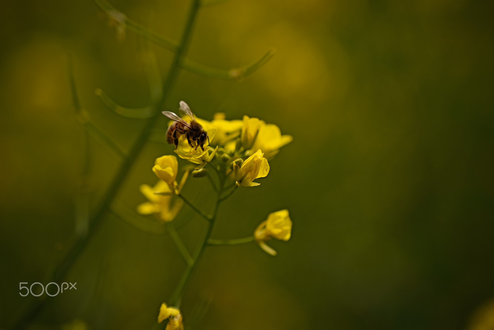 Nikon D610 sample photo. One bee  amongst the mustard photography