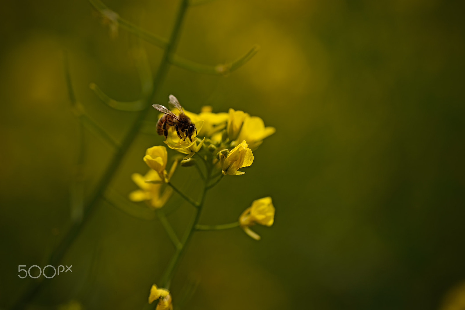 Sigma 105mm F2.8 EX DG OS HSM sample photo. One bee  amongst the mustard photography