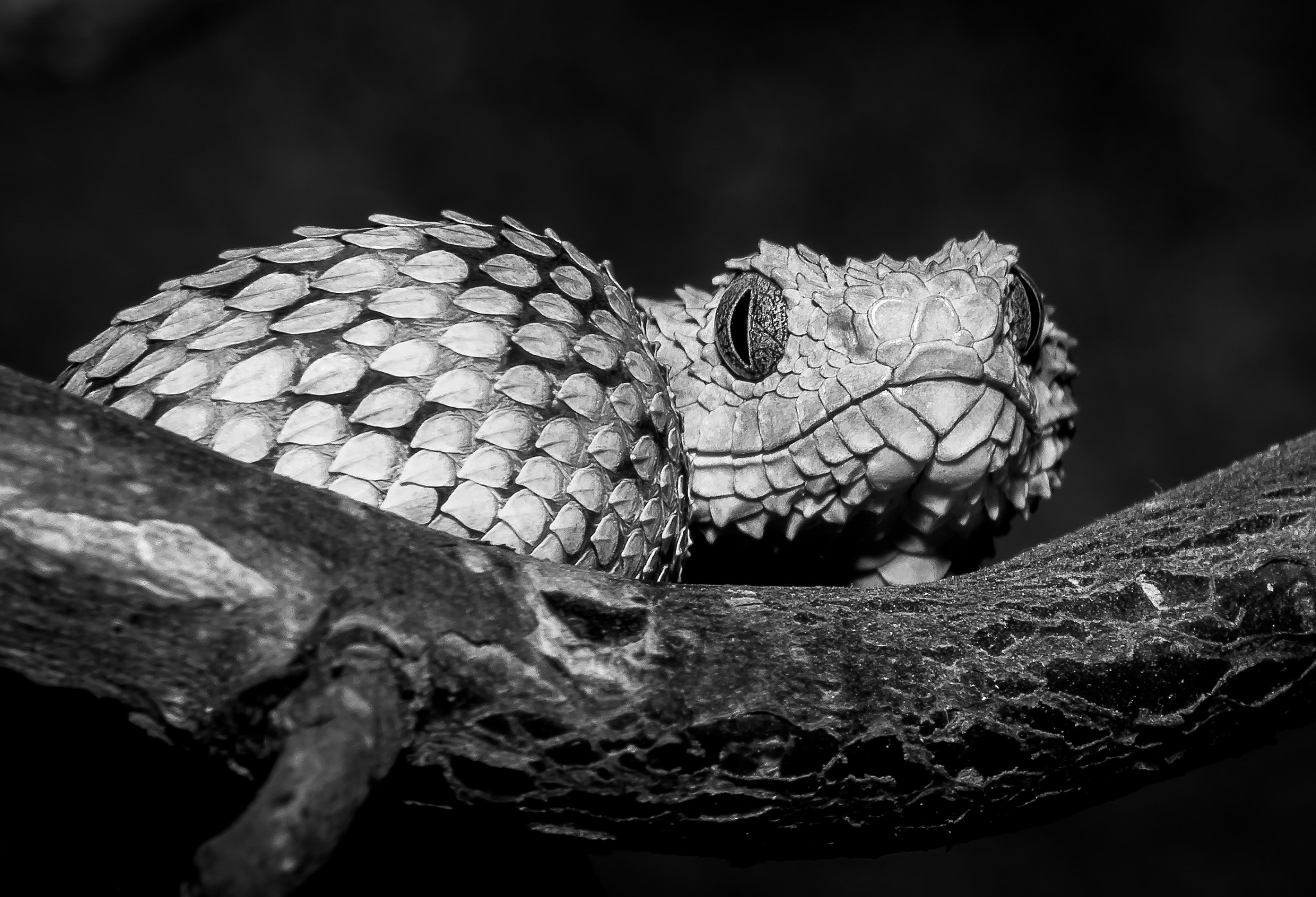 Sigma 18-250mm F3.5-6.3 DC Macro OS HSM sample photo. Atheris squamigera (variable bush viper) photography