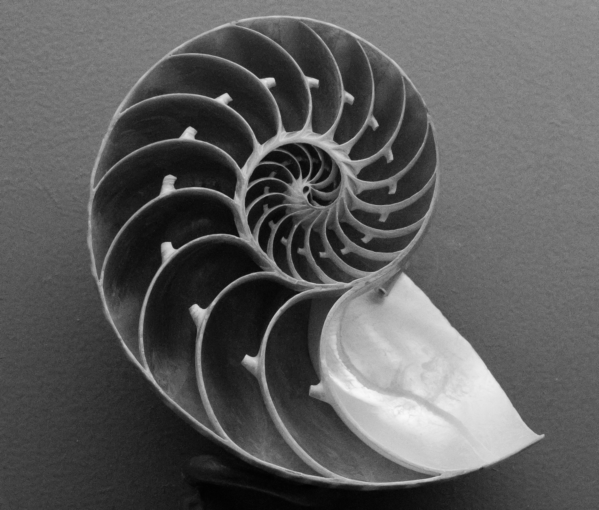 Canon EF-S 24mm F2.8 STM sample photo. Sea shell photography