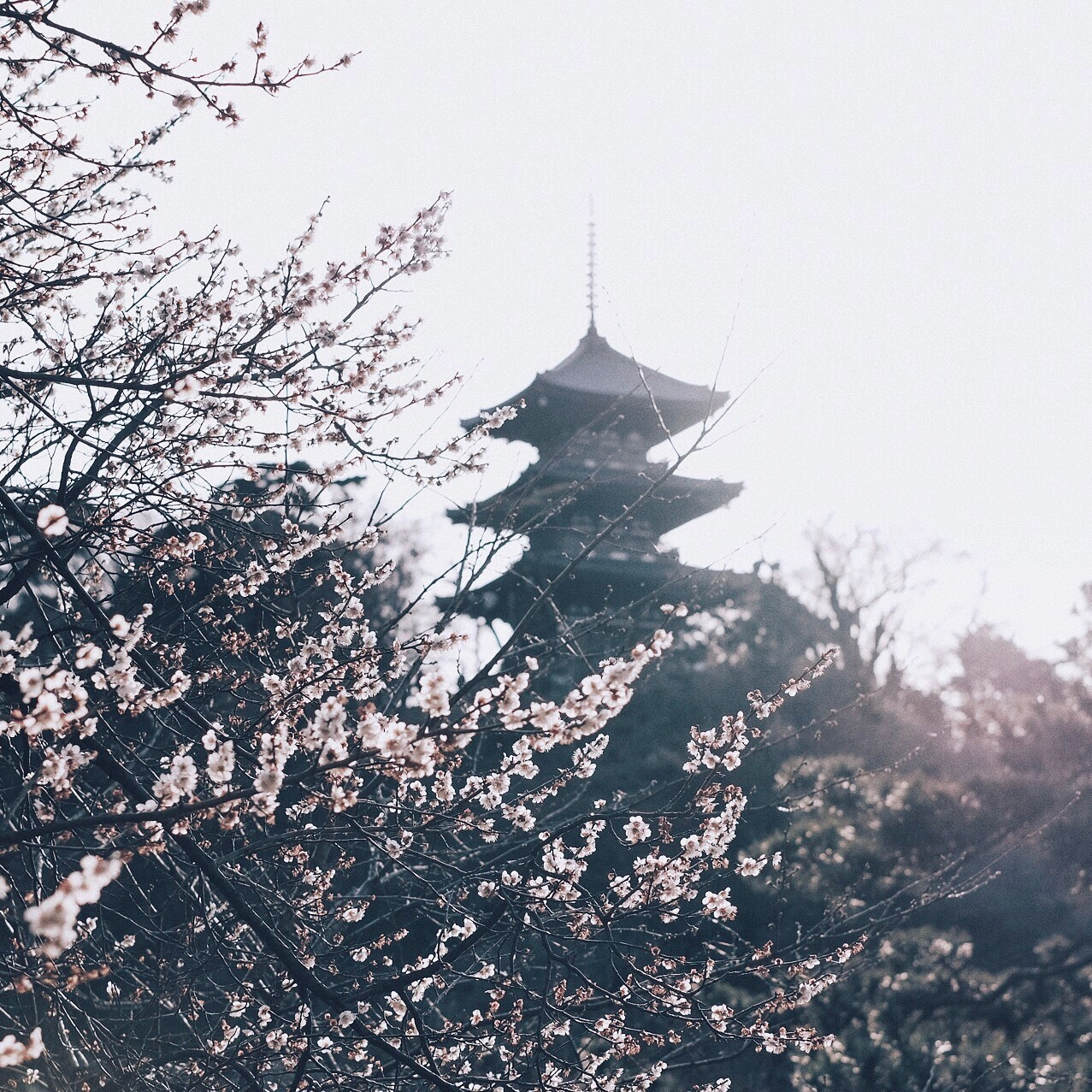 Fujifilm X-Pro2 + Fujifilm XF 35mm F1.4 R sample photo. Plum blossom photography