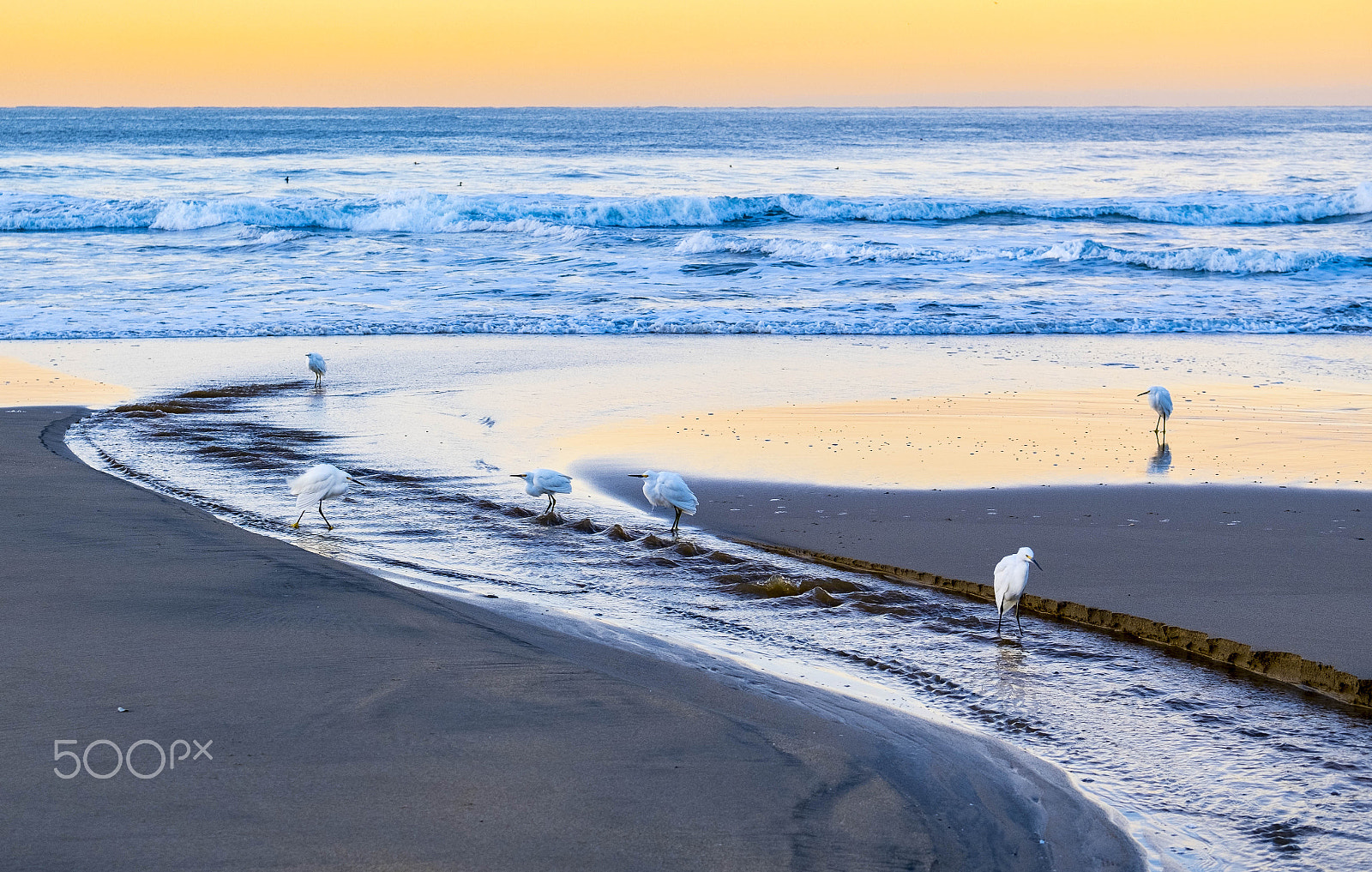 Fujifilm XF 50-140mm F2.8 R LM OIS WR sample photo. Egrets at sunrise photography