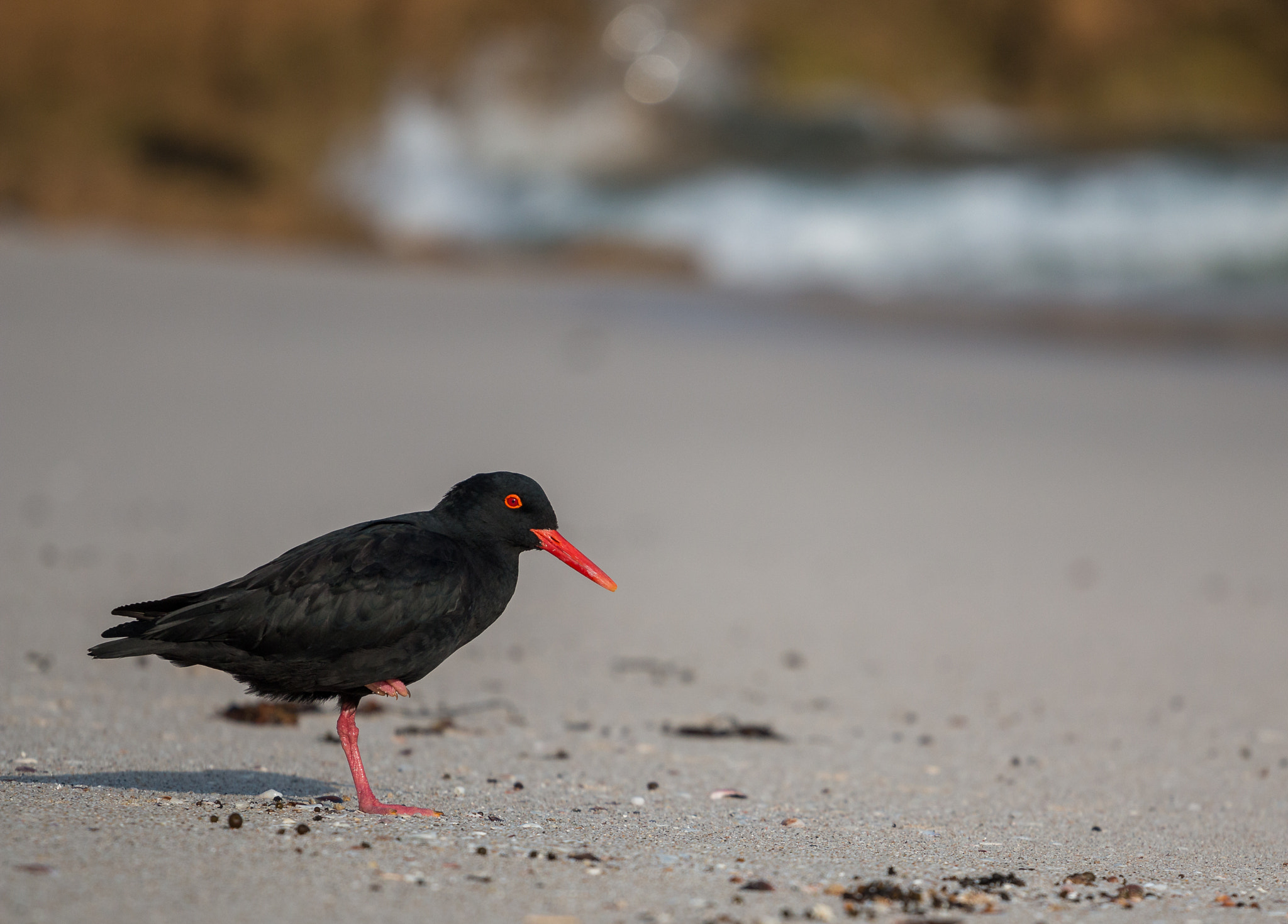 Canon EOS 70D + Canon EF 70-200mm F4L USM sample photo. One-legged! photography