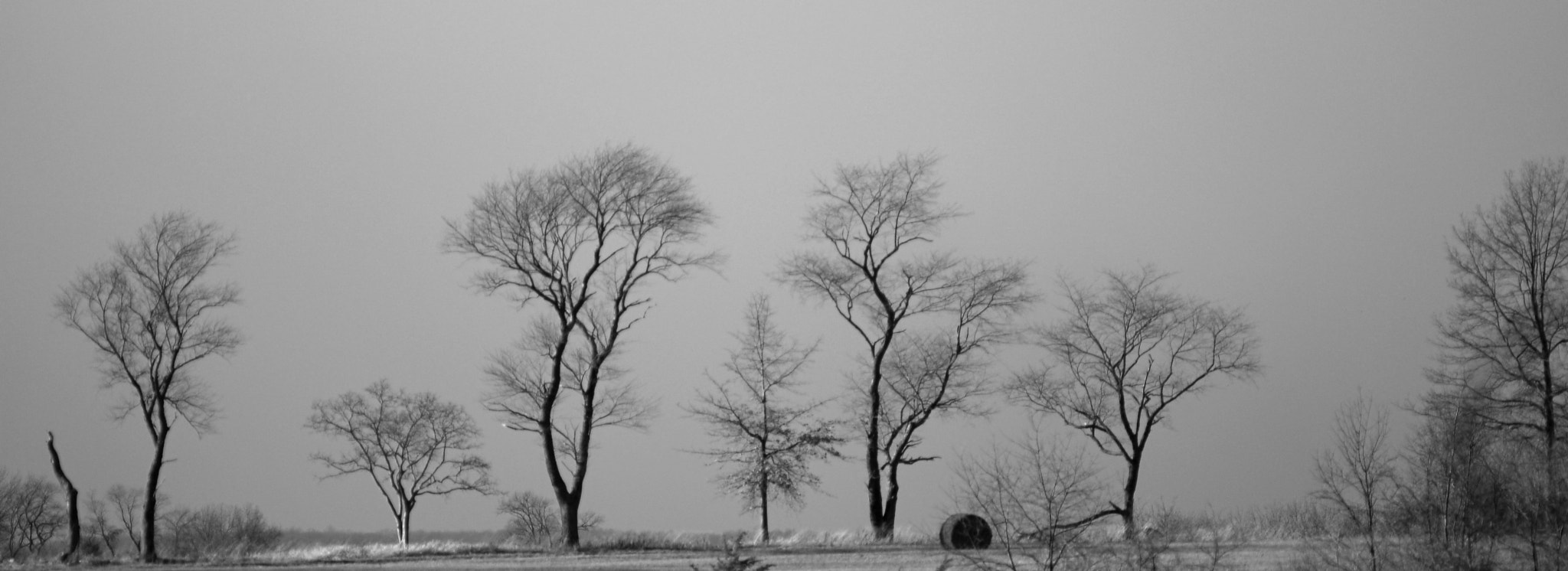 Nikon D200 sample photo. Bare trees on the hill photography
