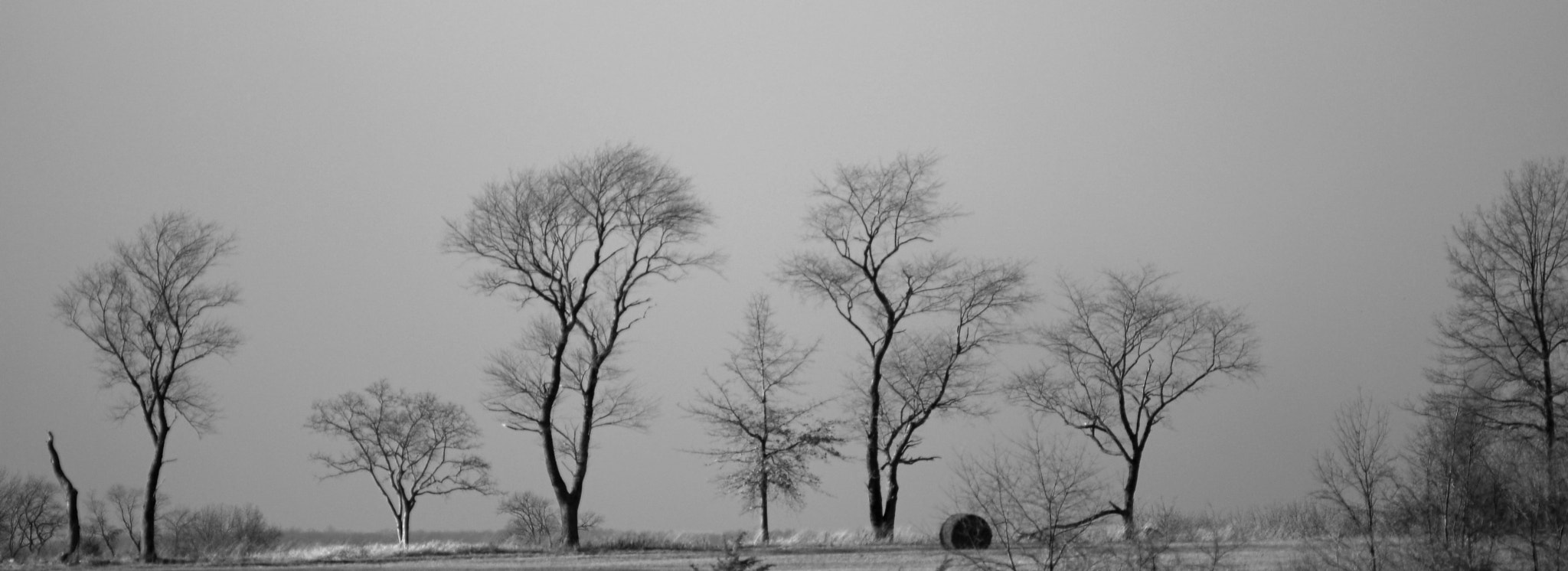 Nikon D200 + Manual Lens No CPU sample photo. Bare trees on the hill photography