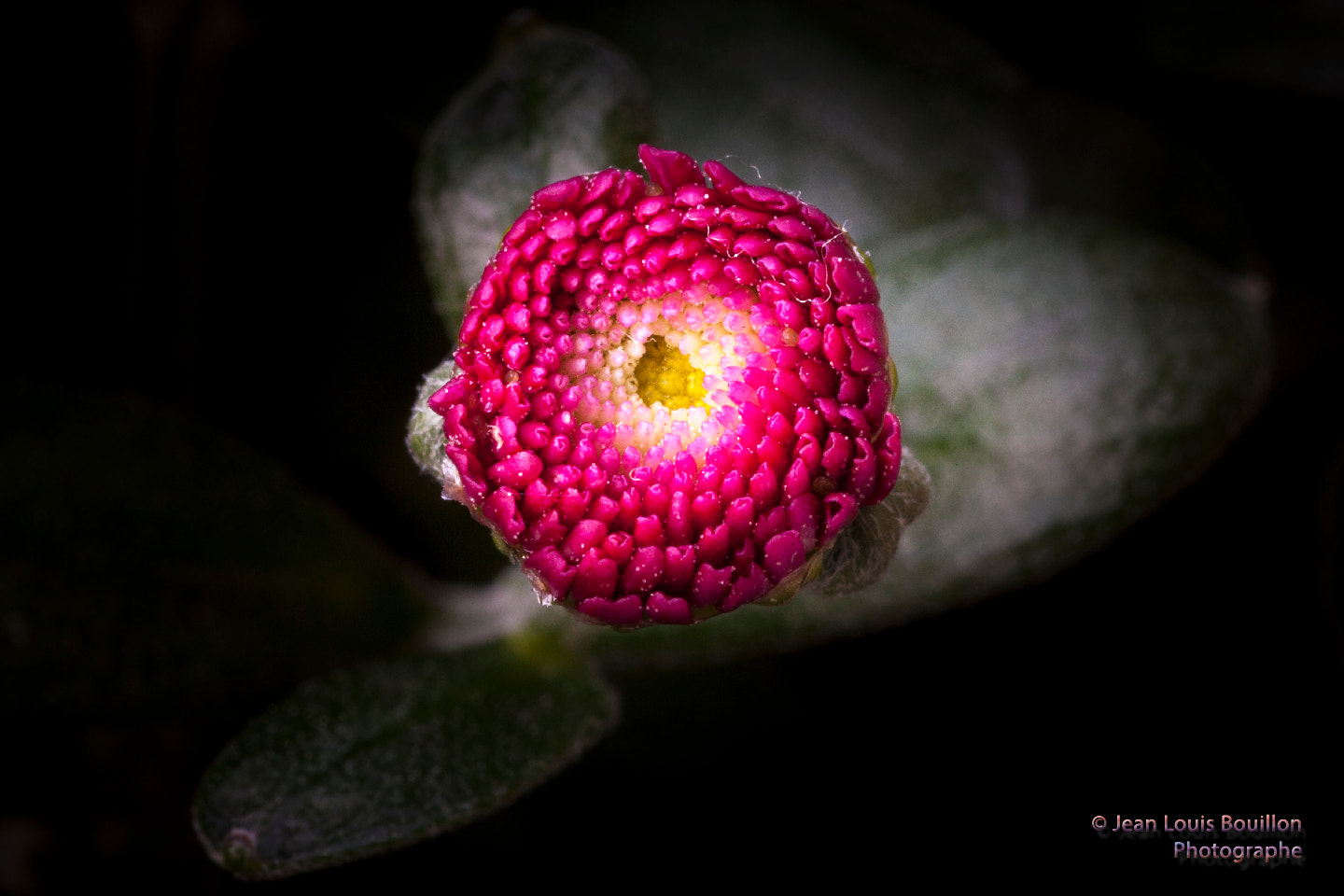 Canon EF 100mm F2.8 Macro USM sample photo. Chrysantheme photography