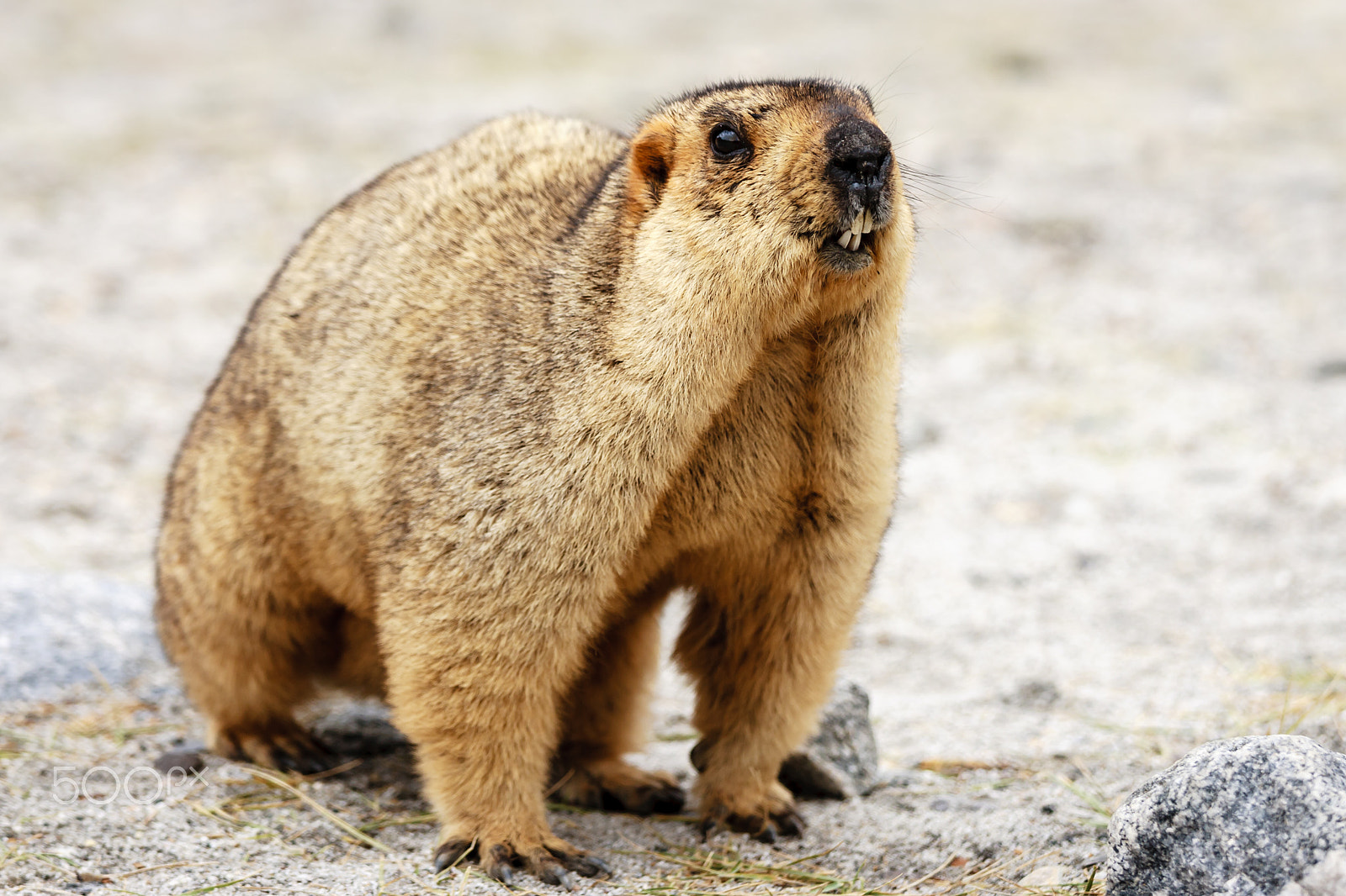 Canon EOS-1Ds Mark II sample photo. Marmot photography