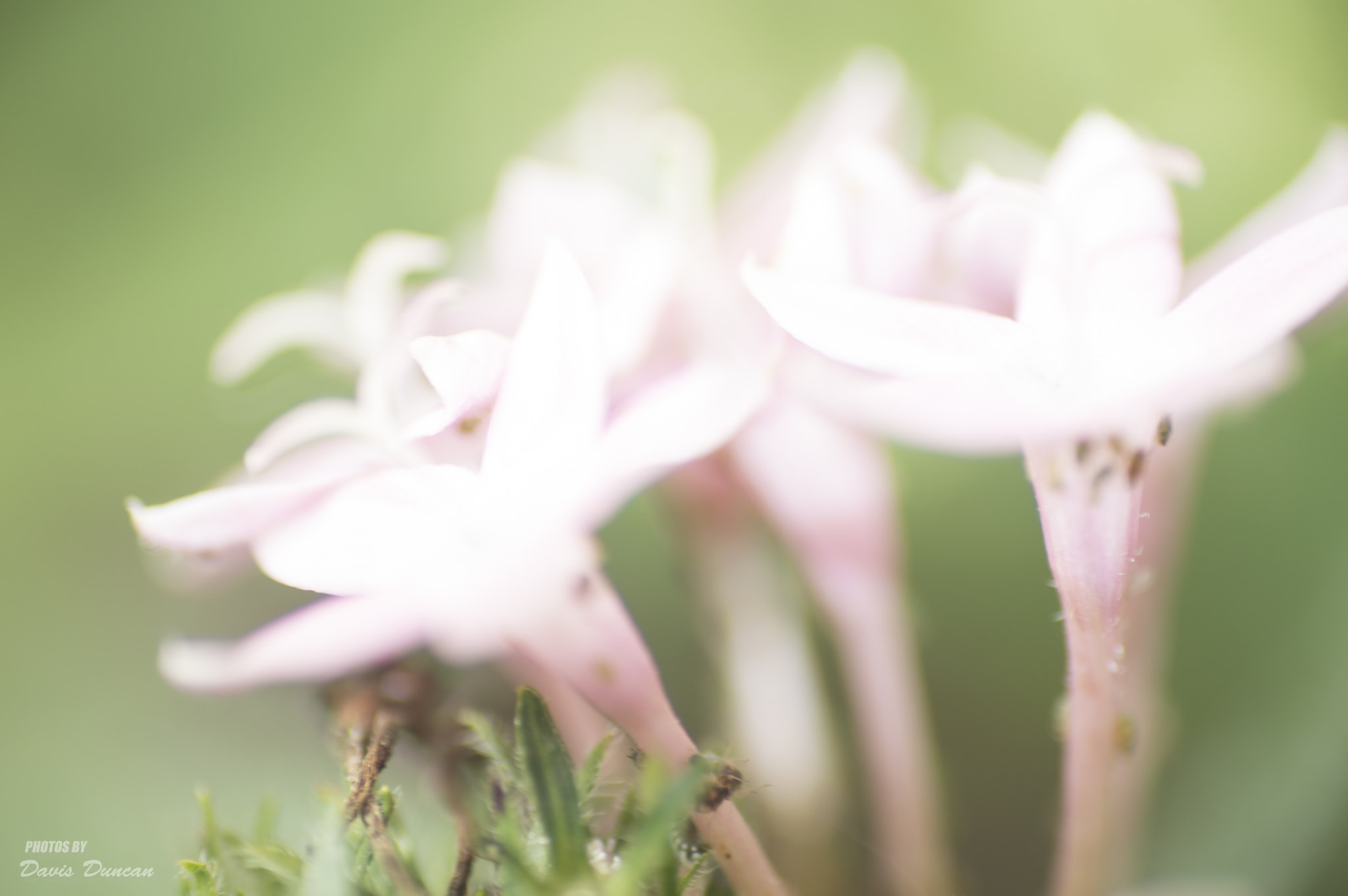Nikon D3200 sample photo. Tiny flowers photography