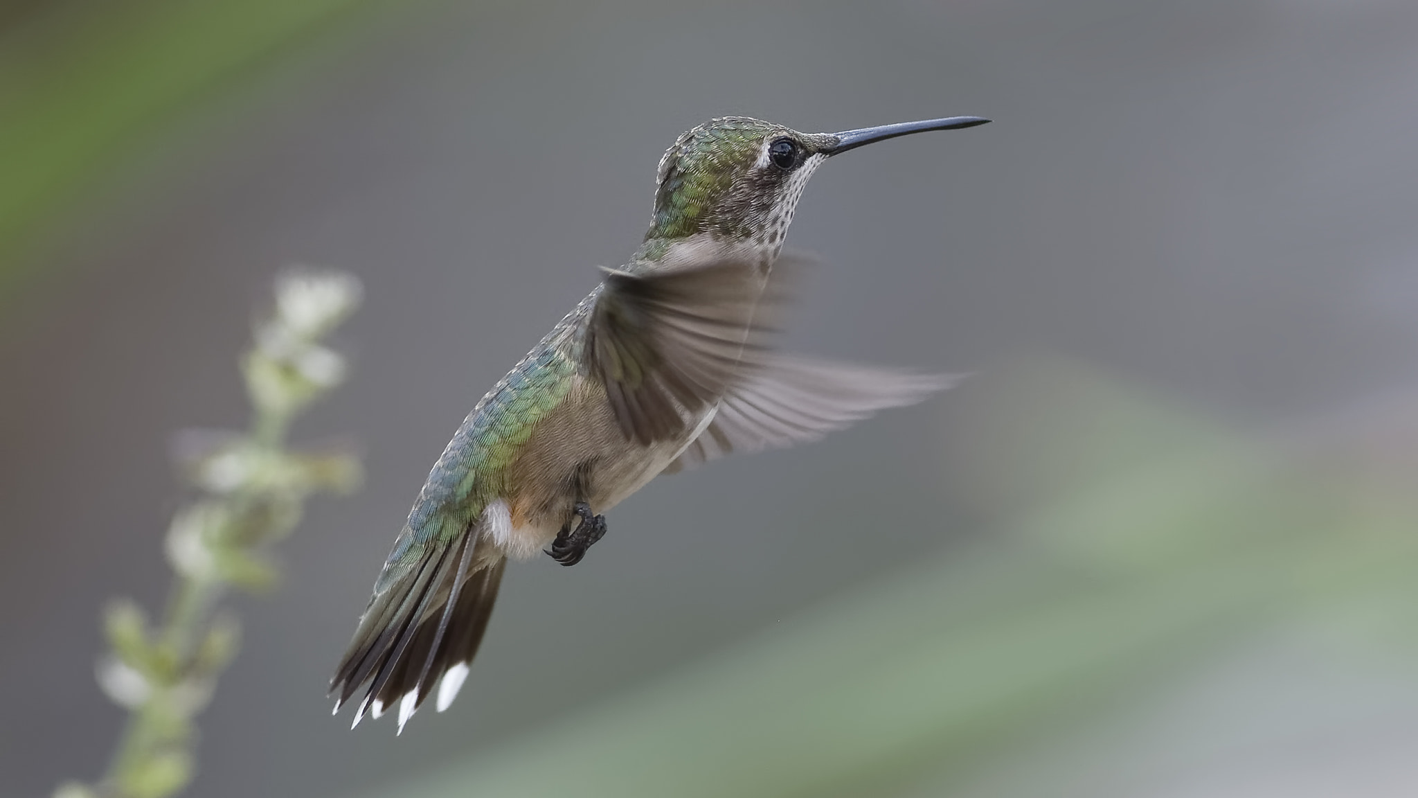 Nikon D7100 + Nikon AF Micro-Nikkor 60mm F2.8D sample photo. Watching the other birds photography