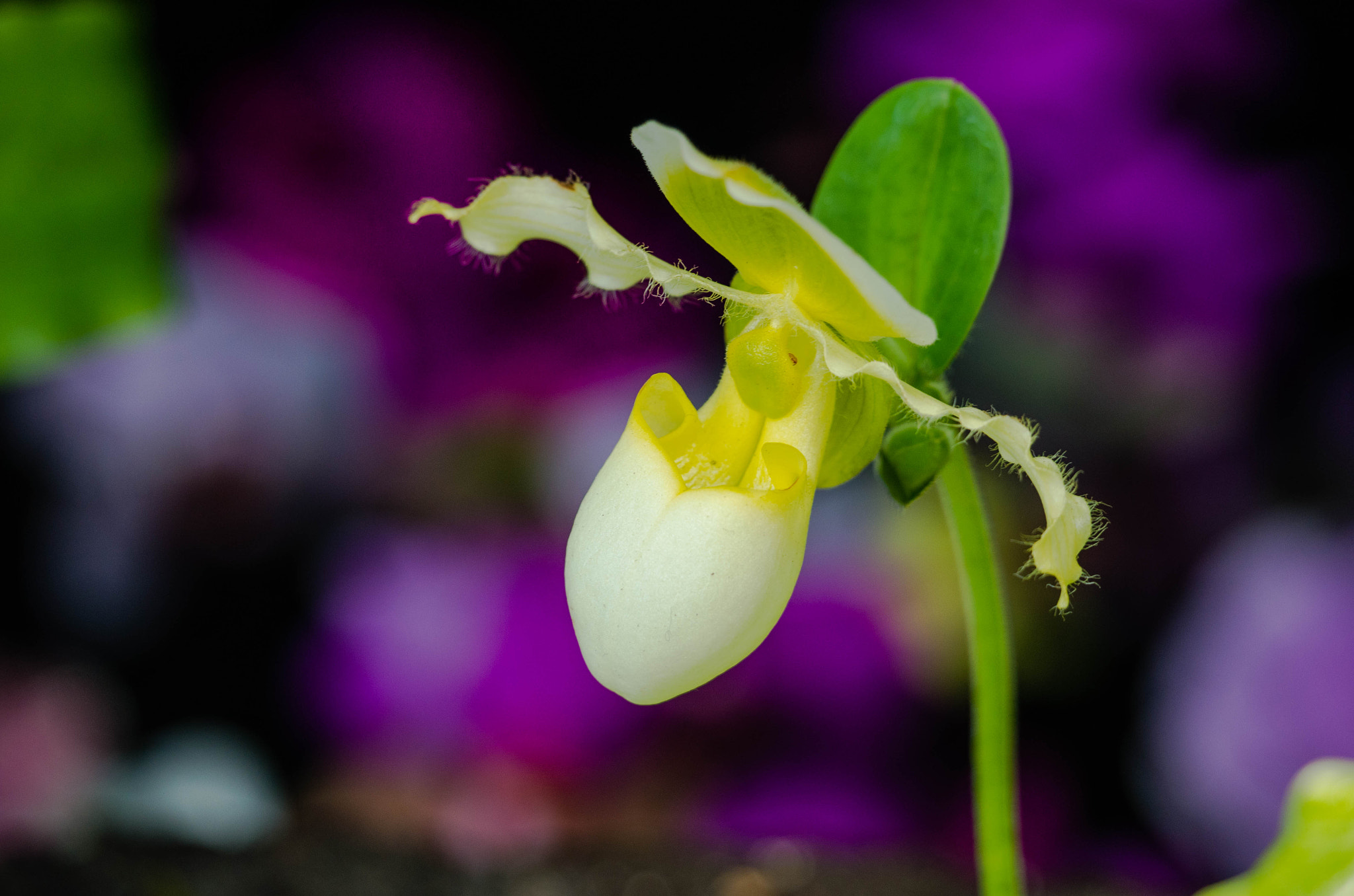 Pentax K-5 IIs sample photo. Igp photography