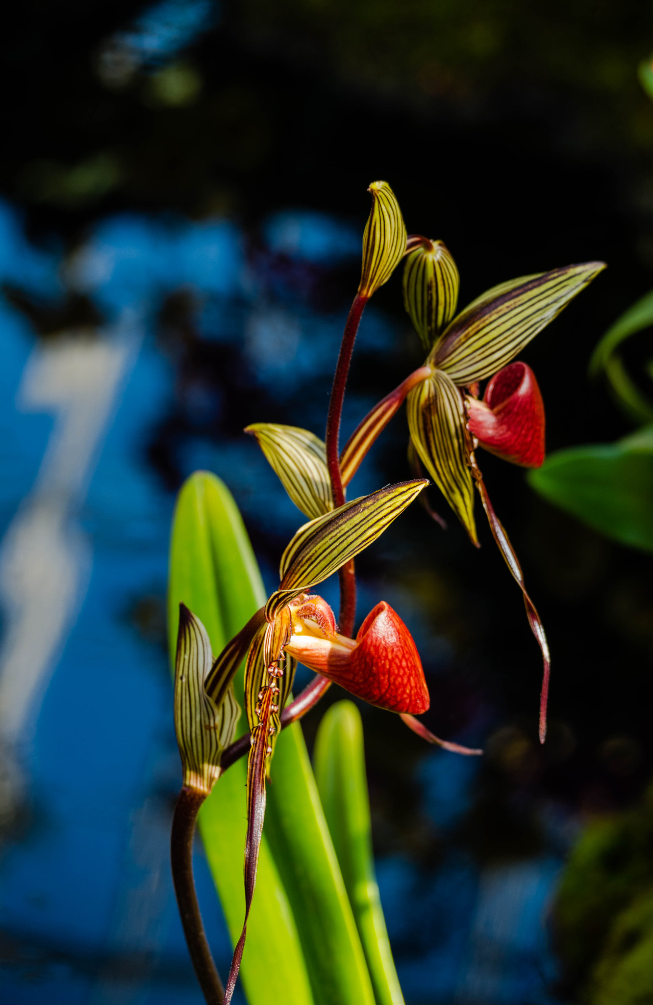 Pentax K-5 IIs sample photo. Igp photography