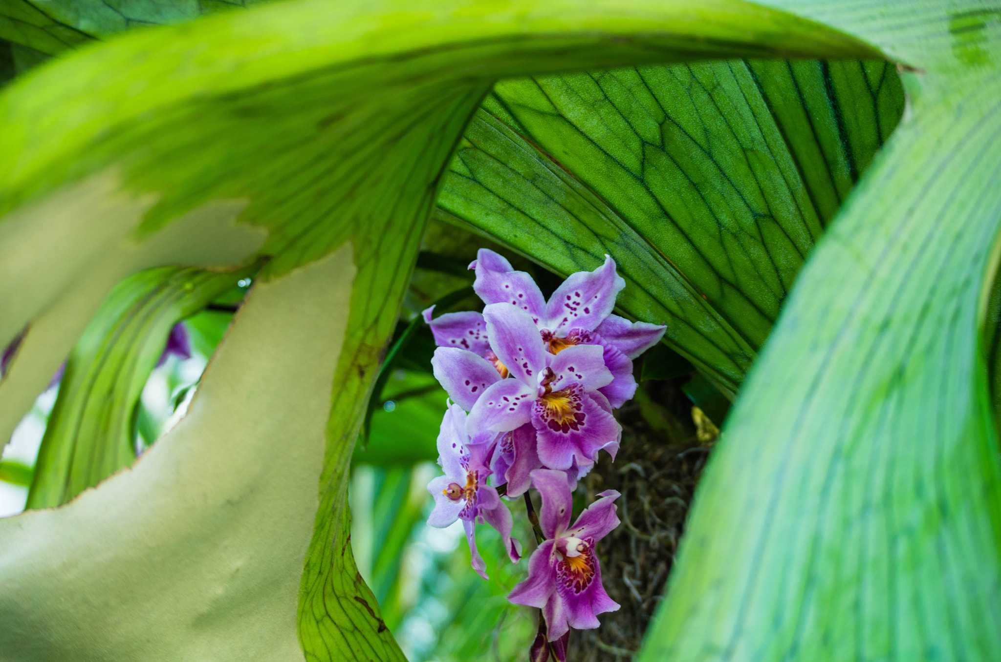 Pentax K-5 IIs sample photo. Igp photography