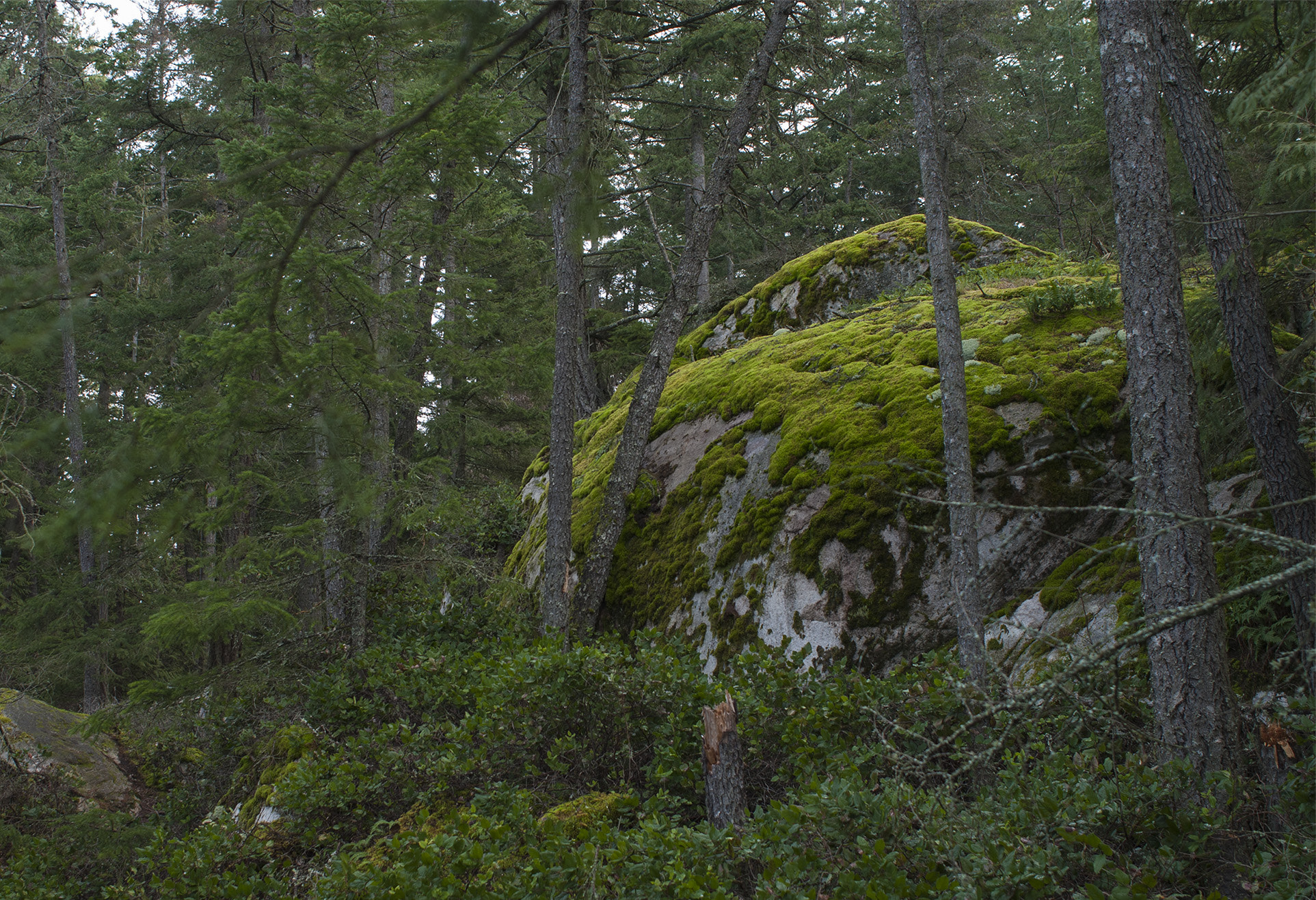 Nikon D80 + Nikon AF Nikkor 24mm F2.8D sample photo. Mossy boulder photography