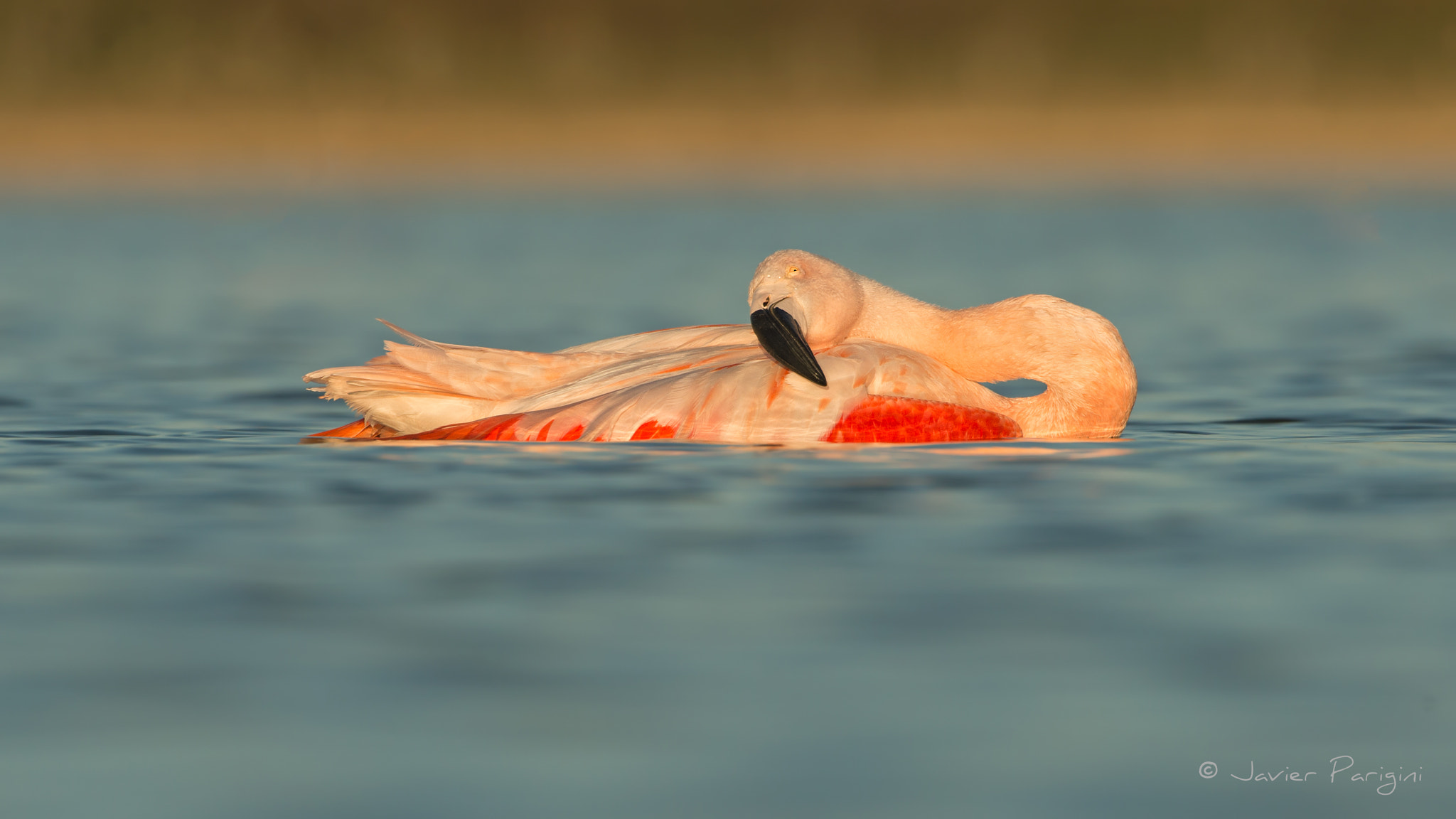 Nikon D4 sample photo. Flamenco austral photography