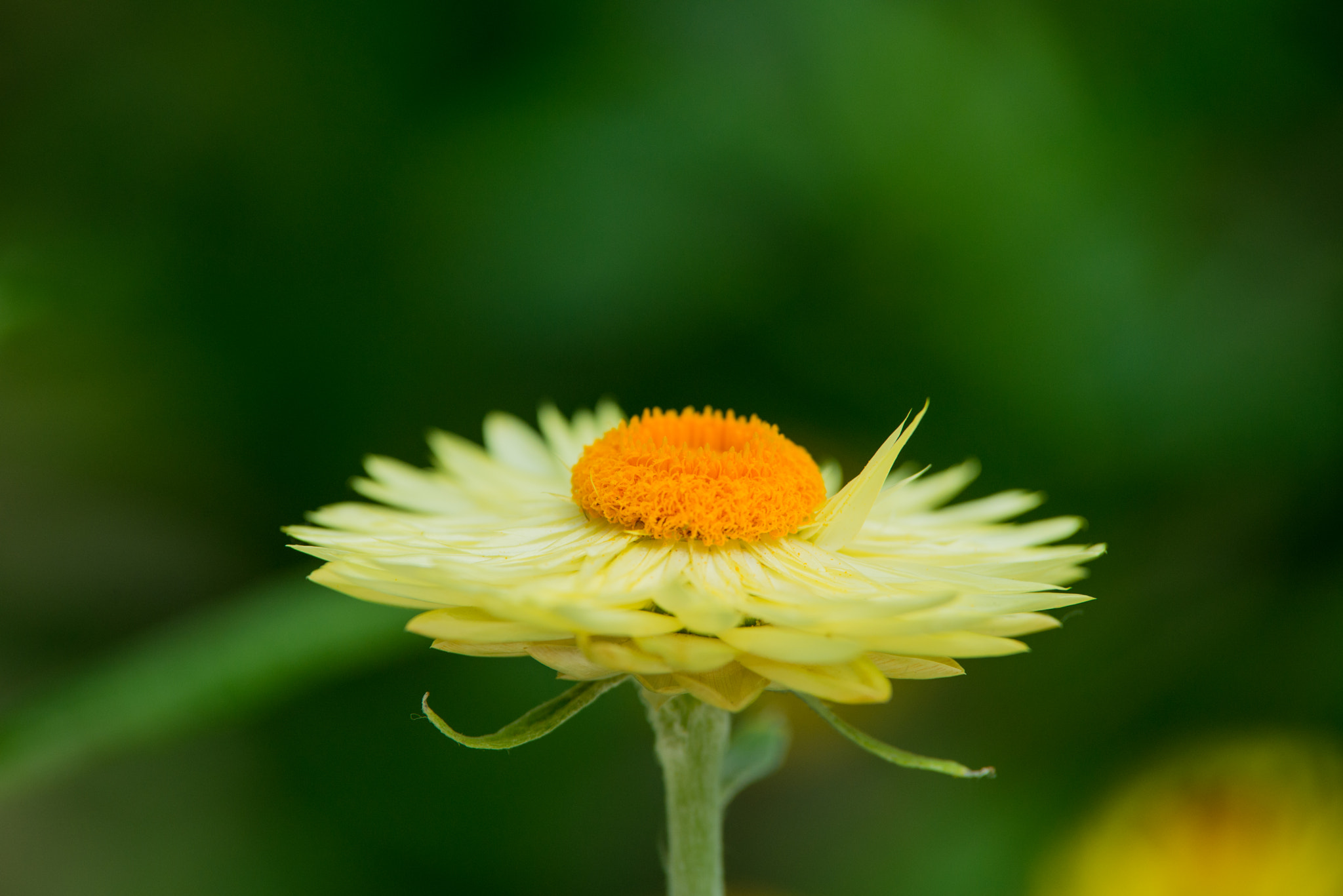 Nikon D610 sample photo. Single flower photography