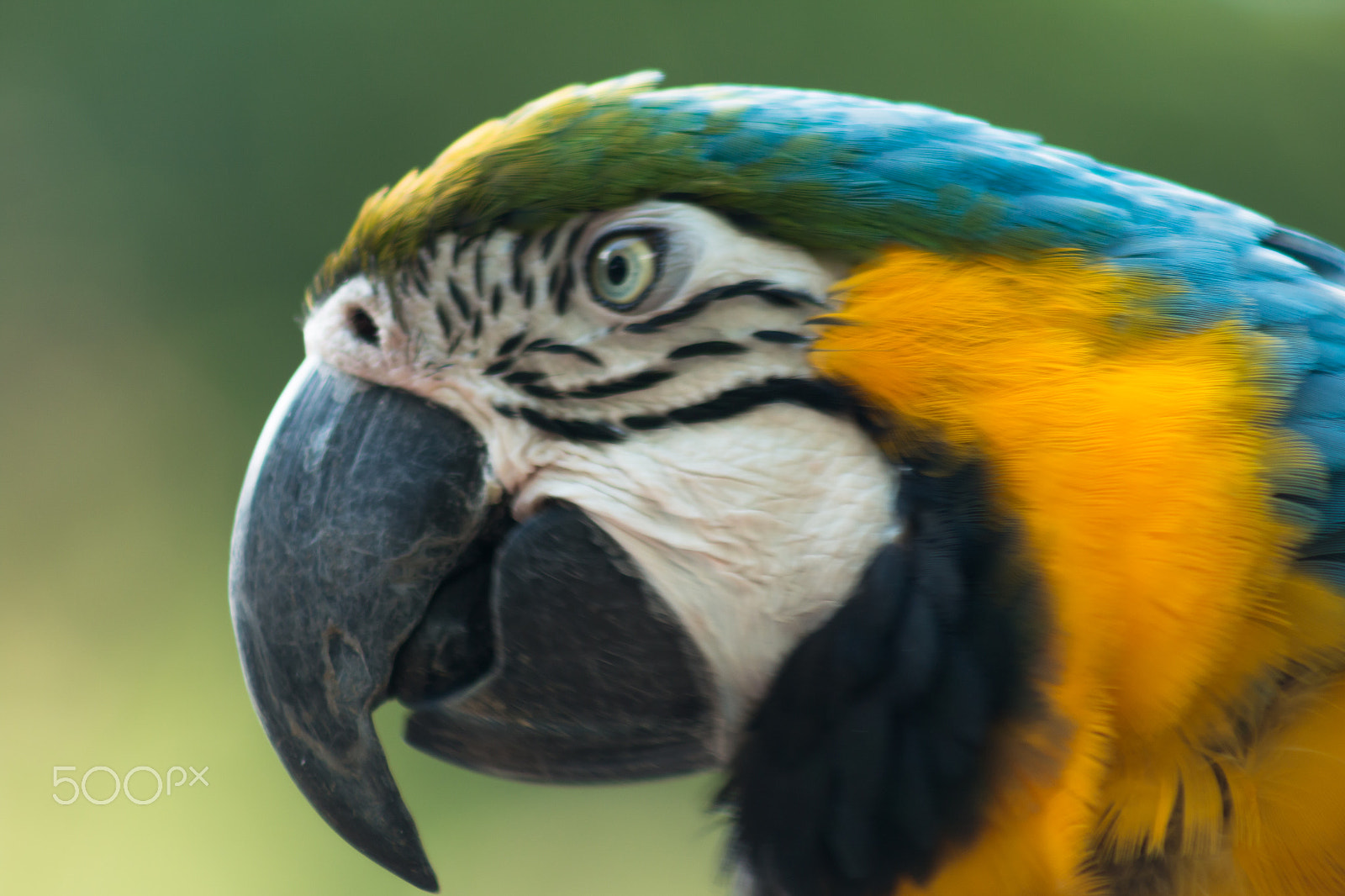 Canon EOS 70D + EF75-300mm f/4-5.6 sample photo. Macaw portrait photography