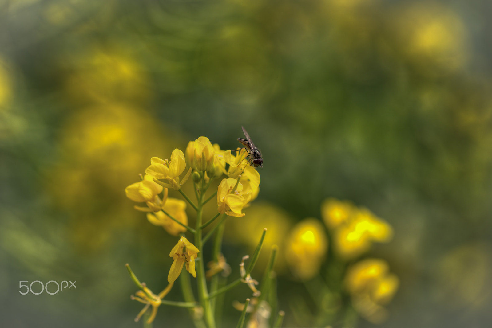 Sigma 105mm F2.8 EX DG OS HSM sample photo. Fly in the mustard photography