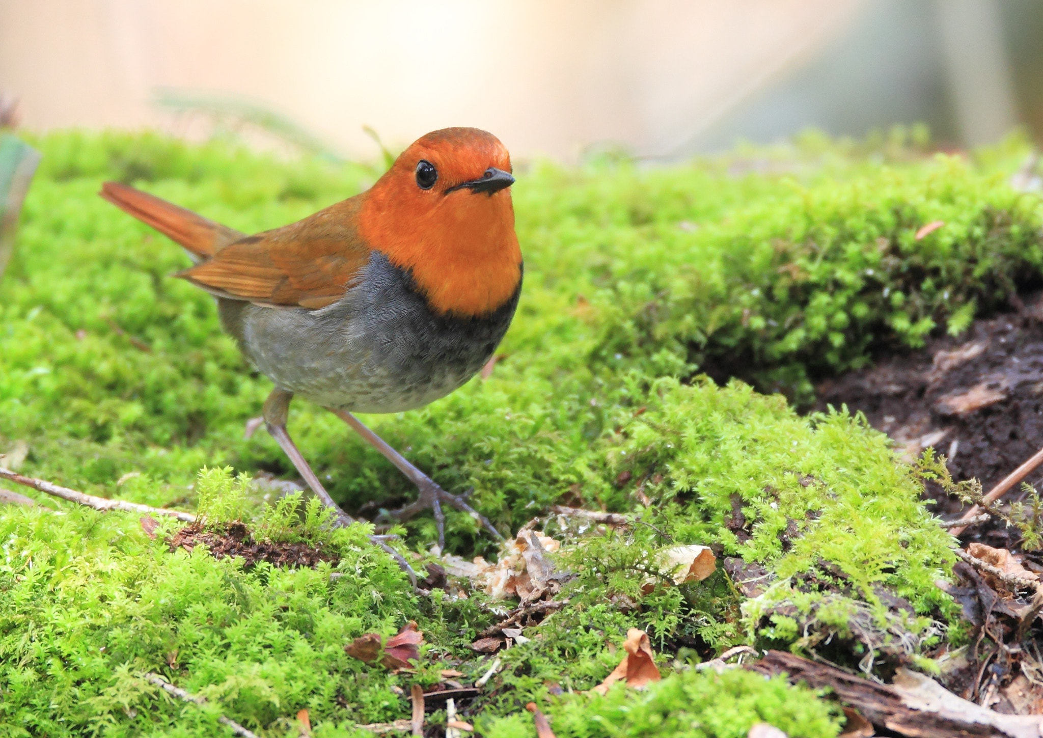 Canon EF 800mm F5.6L IS USM sample photo. コマドリ japanese robin photography