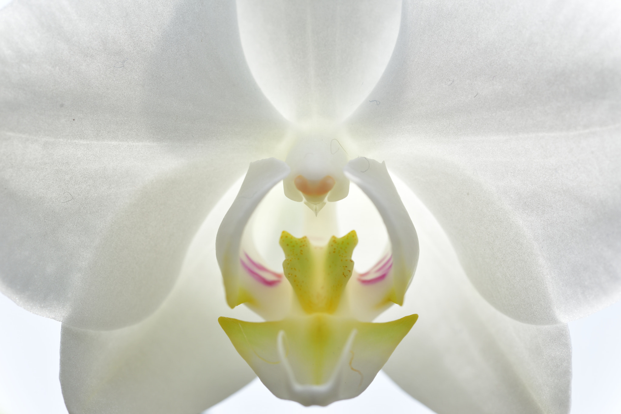 Sigma 105mm F2.8 EX DG OS HSM sample photo. Symmetry photography