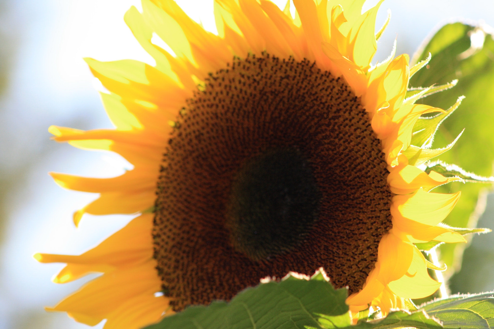 Canon EF 75-300mm f/4-5.6 USM sample photo