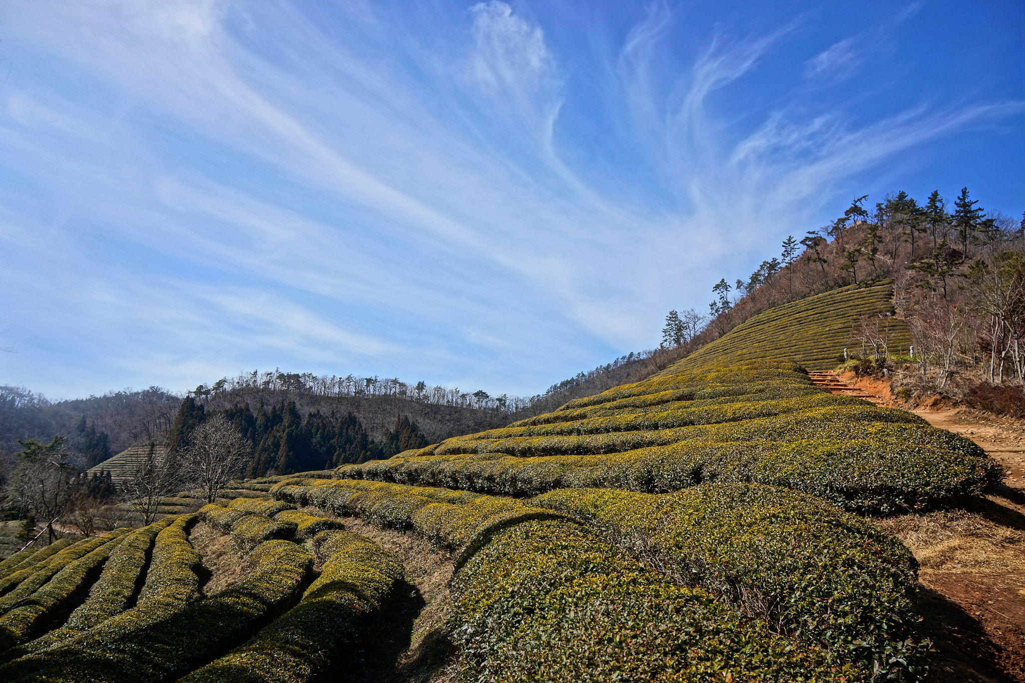 Sony Alpha NEX-7 sample photo. 宝城茶畑 大韓茶園 photography