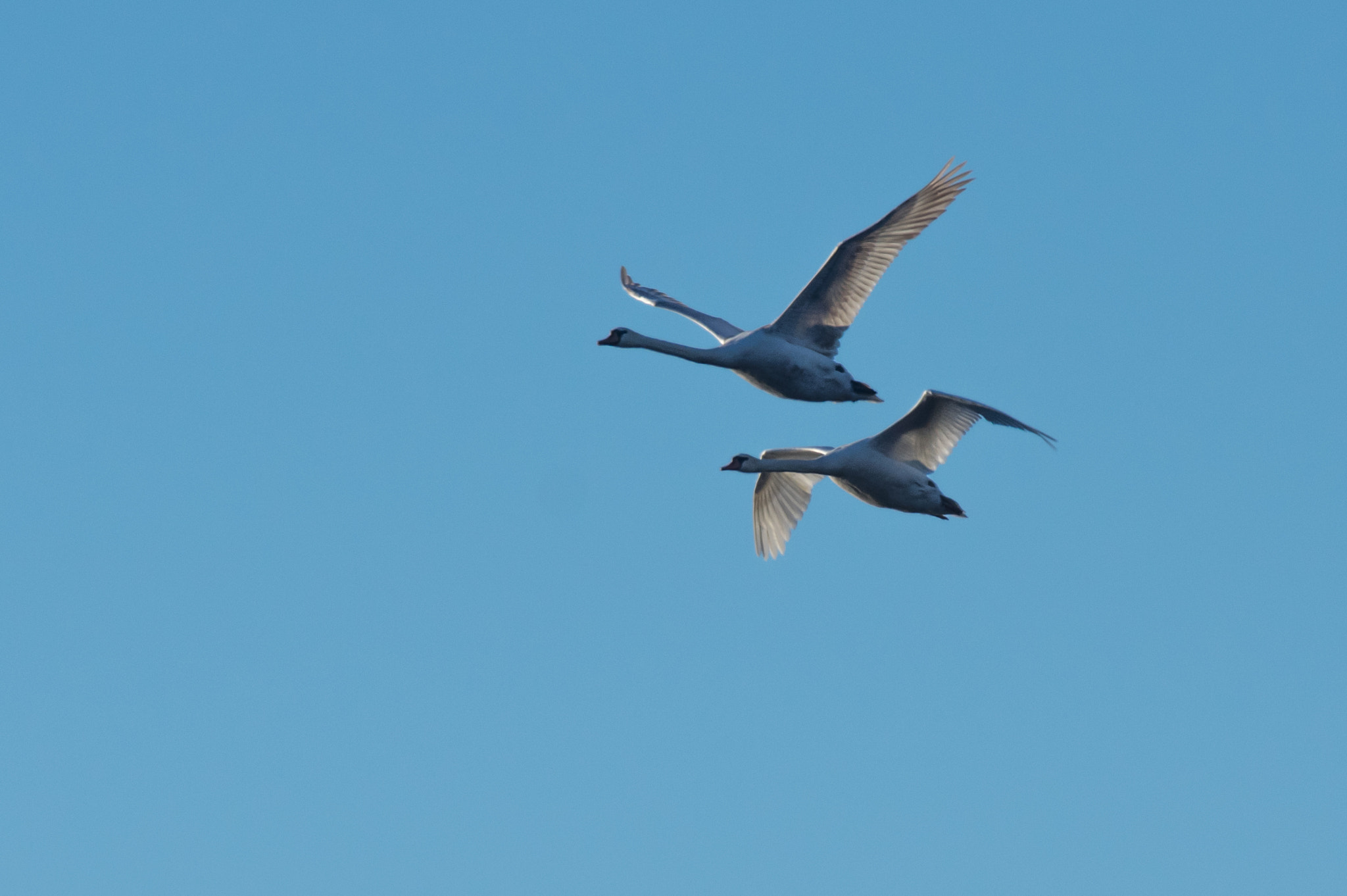 Pentax K-3 + Pentax smc DA* 300mm F4.0 ED (IF) SDM sample photo. Two swans 2 photography