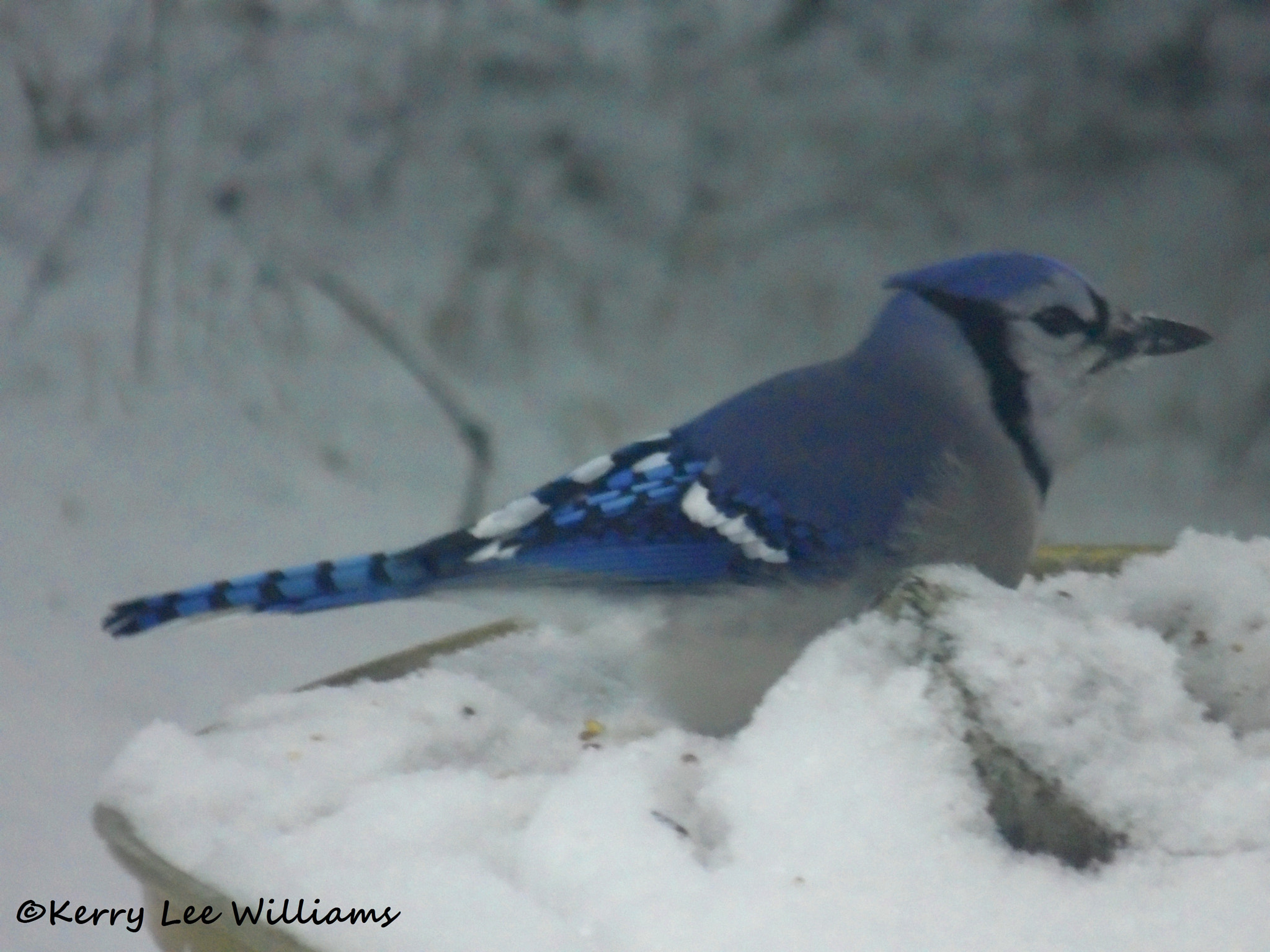 Samsung WB110/  WB111 sample photo. Bluejay photography