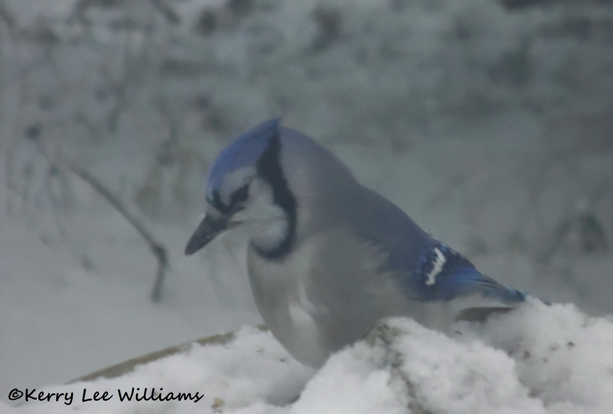 Samsung WB110/  WB111 sample photo. Feeding photography