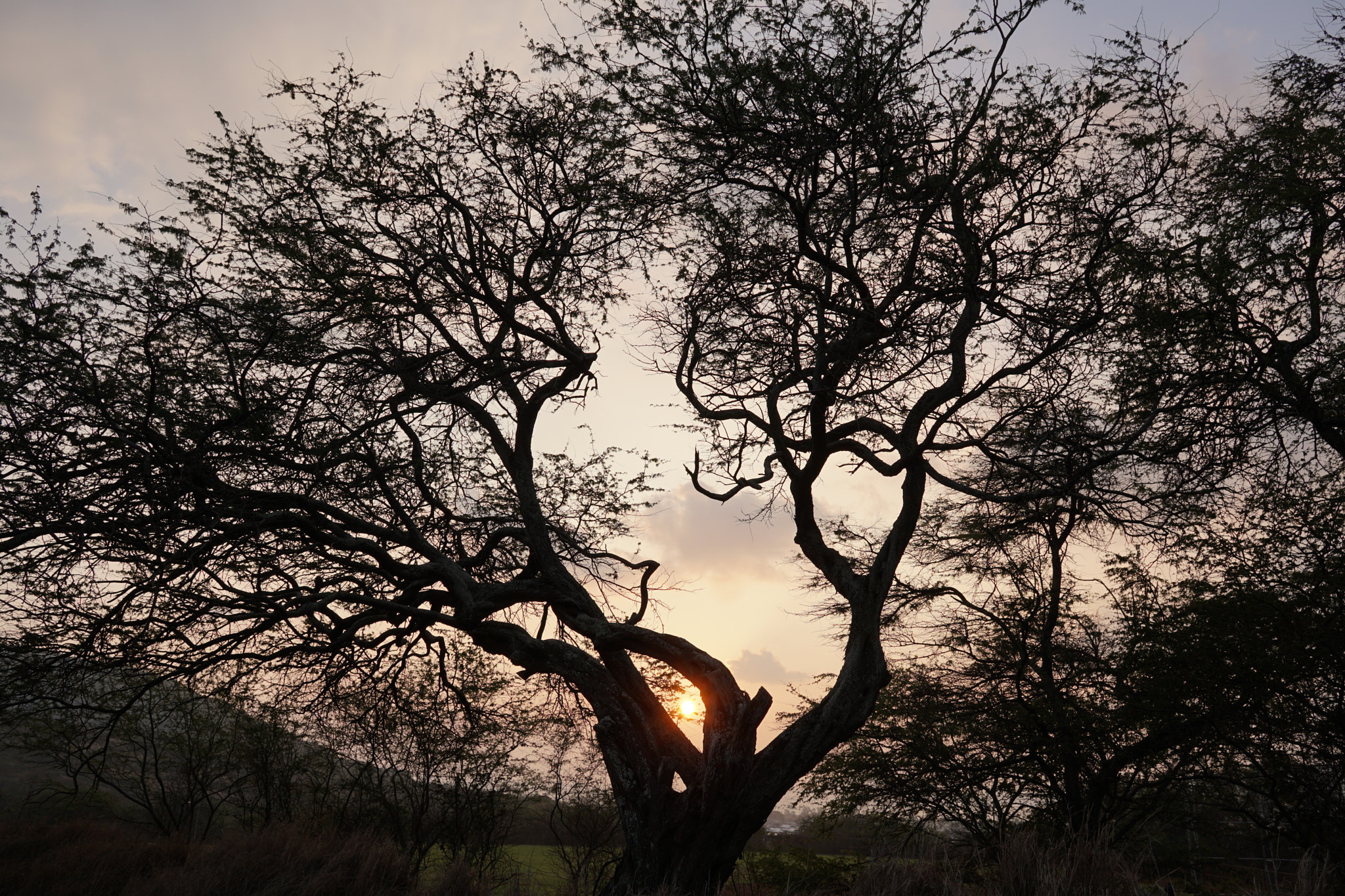 Sony a6500 + Sigma 19mm F2.8 EX DN sample photo. Koko head trail photography