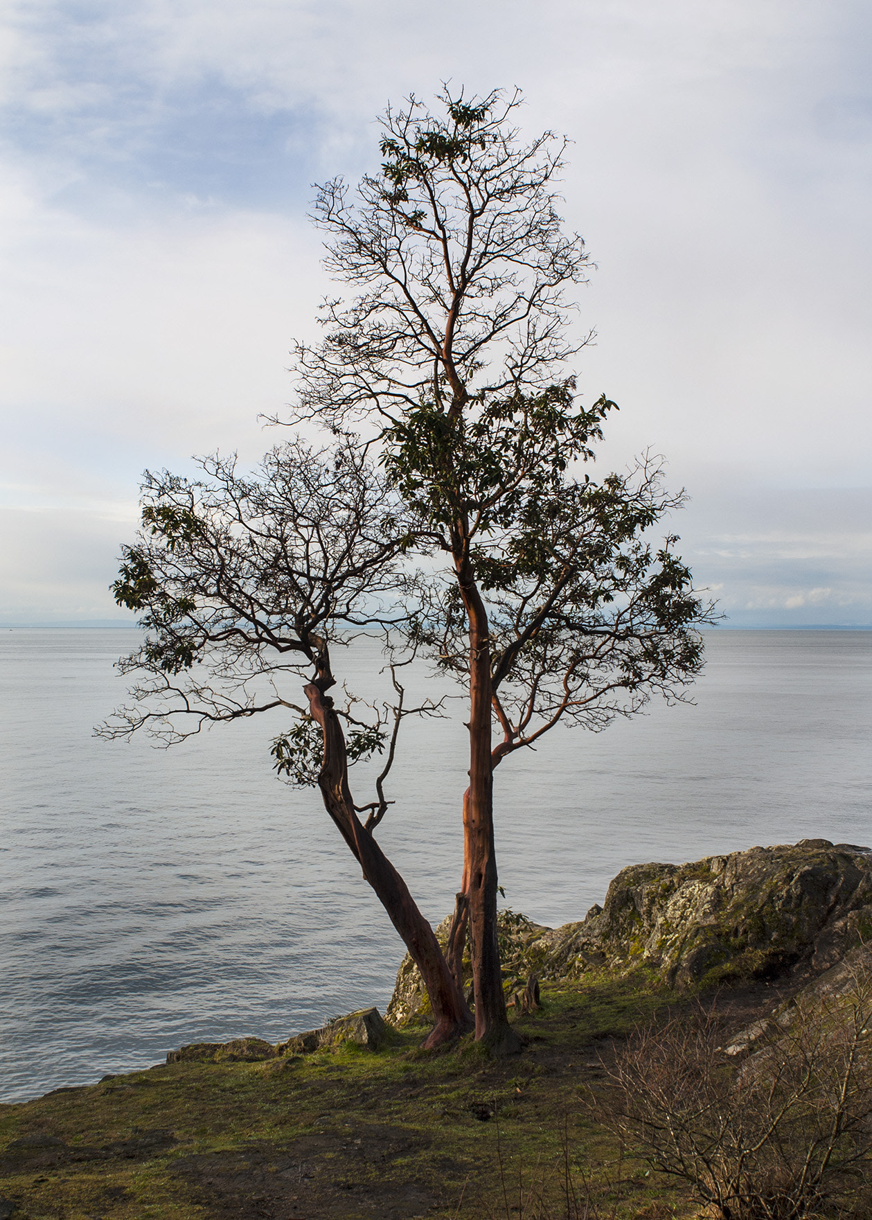 Nikon D80 + Nikon AF Nikkor 24mm F2.8D sample photo. Tree on the point photography