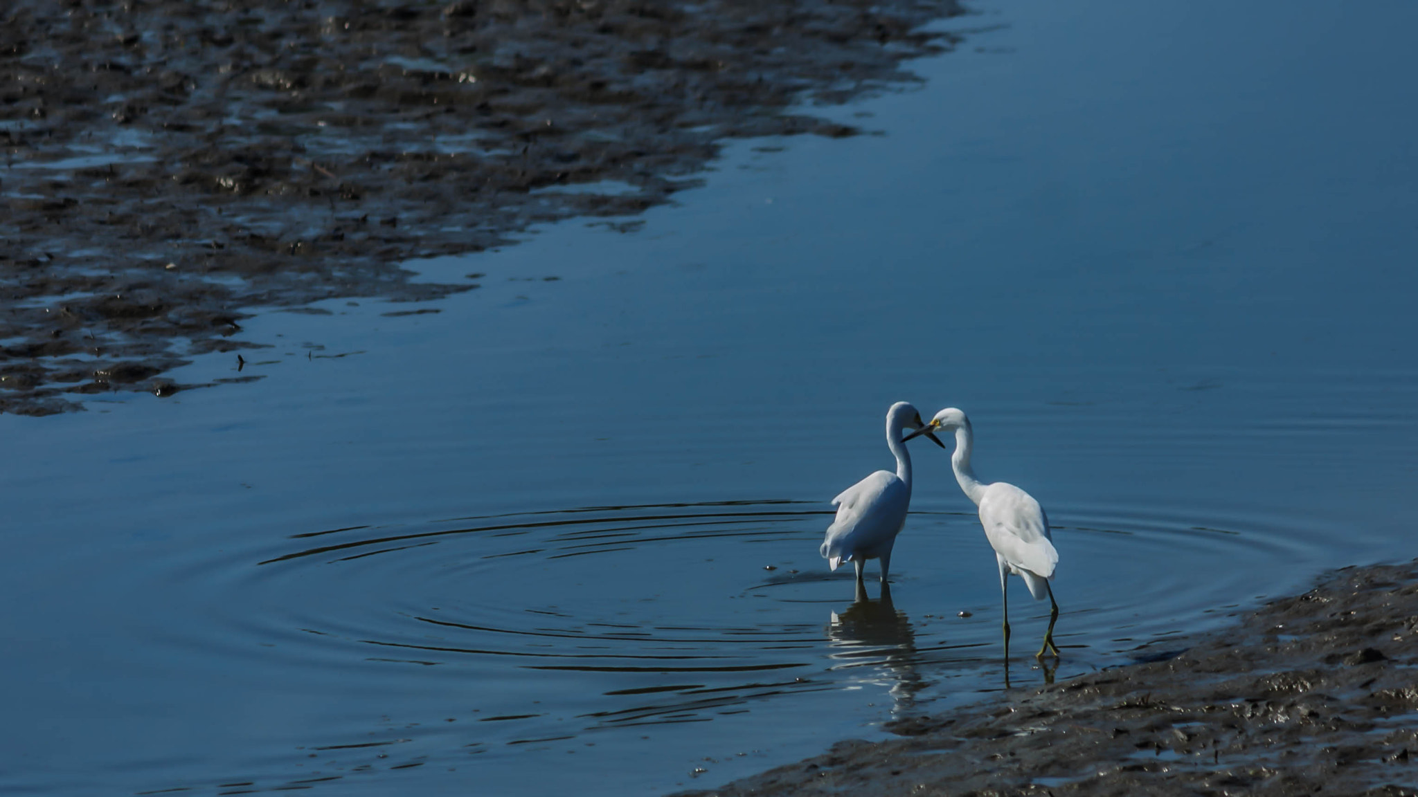 Canon EOS 450D (EOS Rebel XSi / EOS Kiss X2) sample photo. Two egrets photography