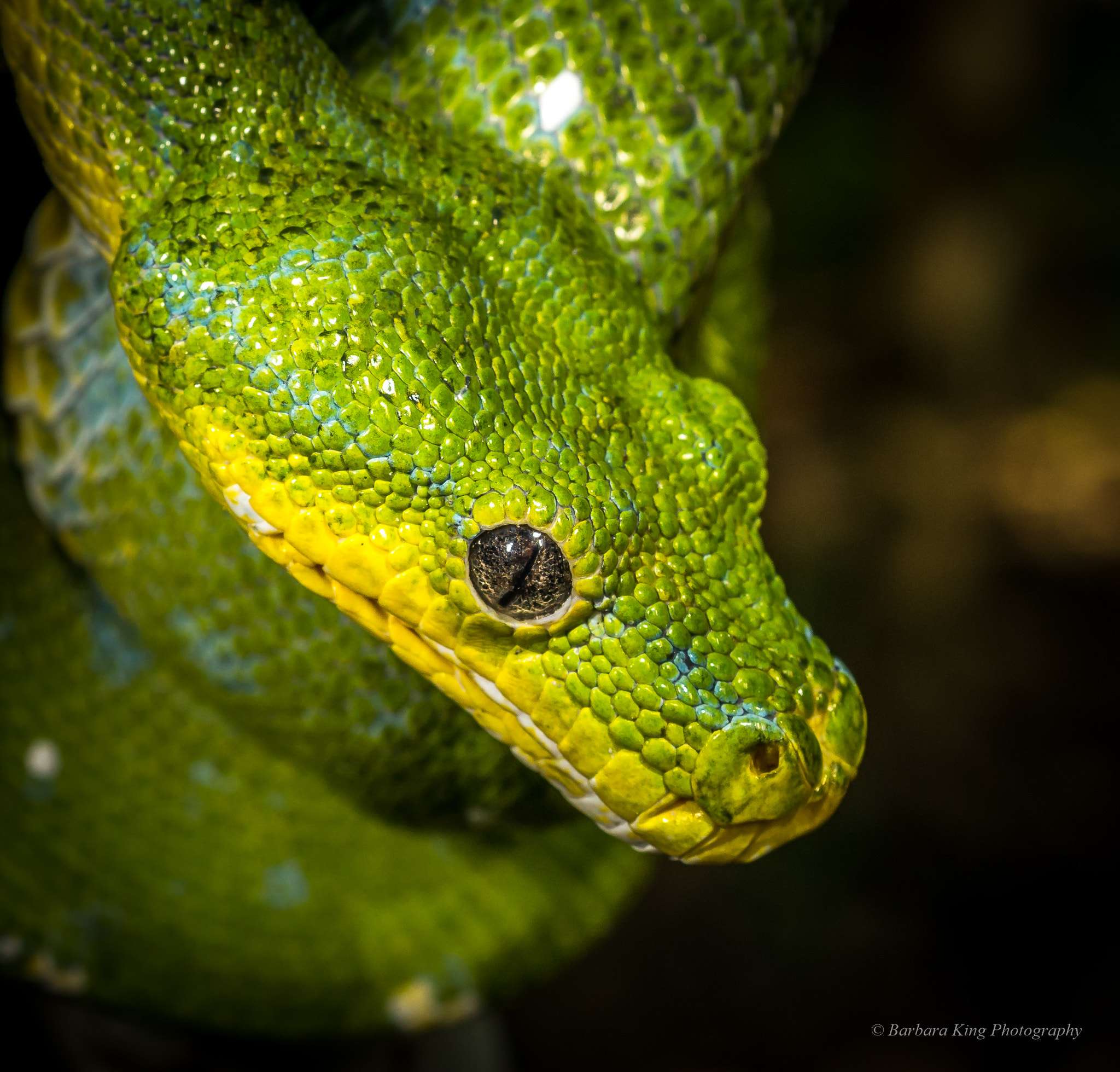 Sony 50mm F2.8 Macro sample photo. Geckoes photography