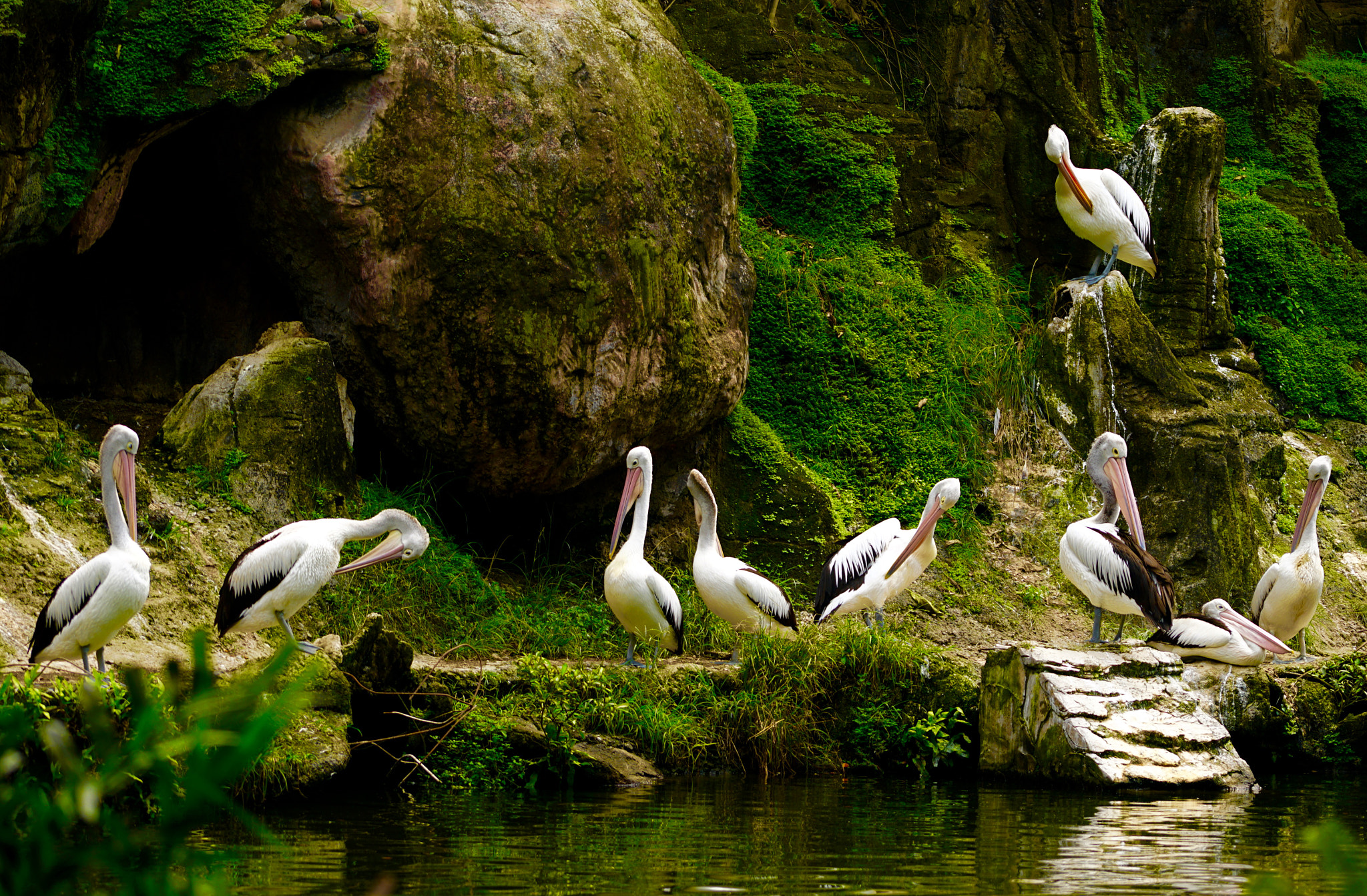 Sony a7R II + Sony FE 70-200mm F4 G OSS sample photo. Swan lake - ragunan jakarta photography