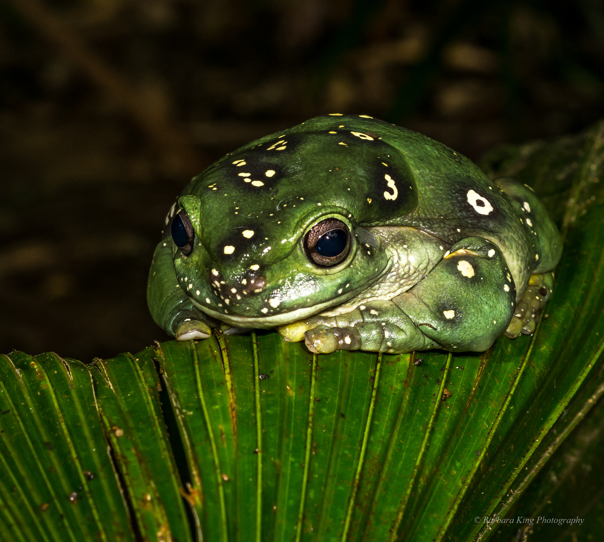 Sony 50mm F2.8 Macro sample photo. Geckoes photography