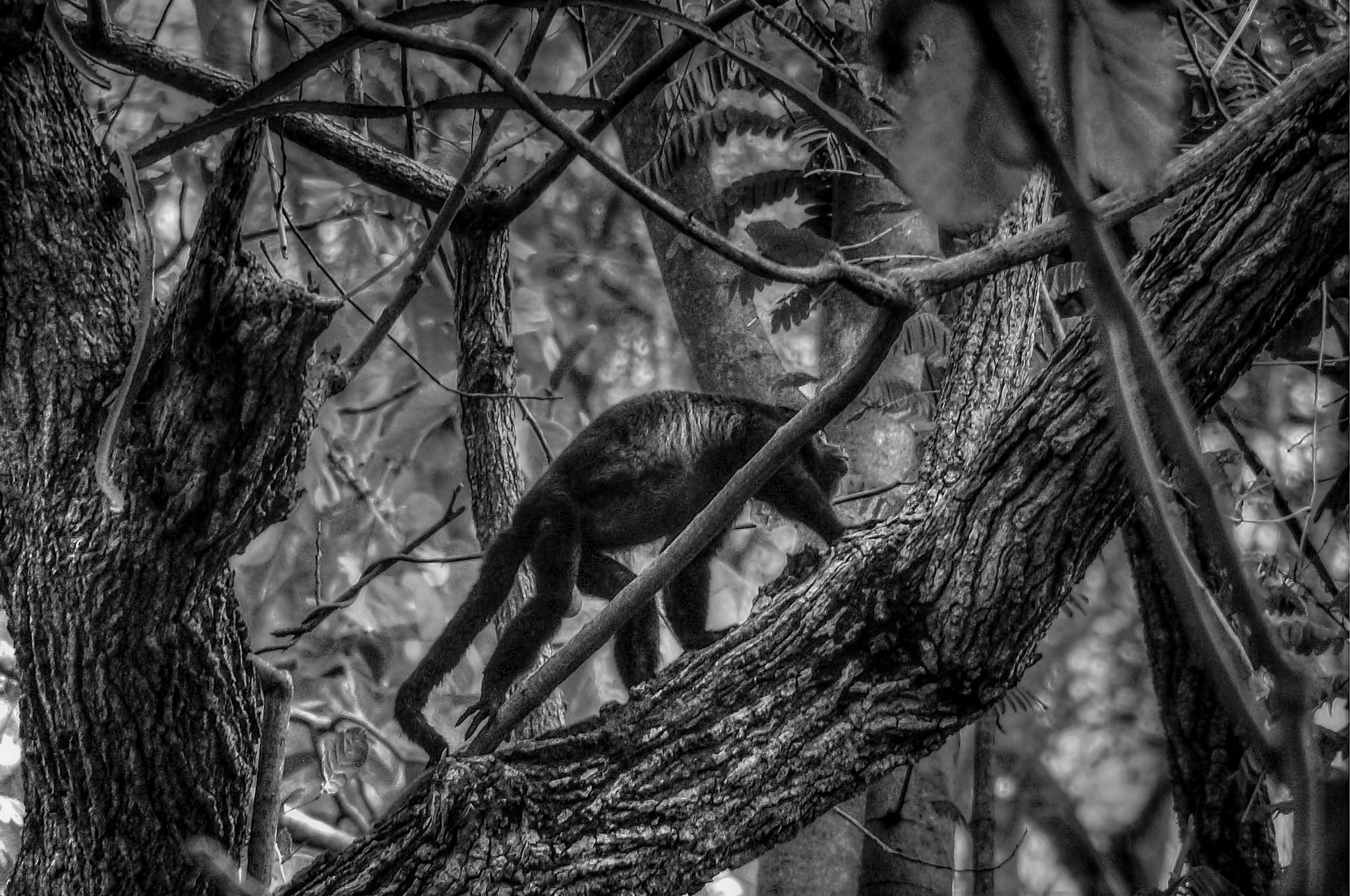 Sony DT 18-250mm F3.5-6.3 sample photo. Mantled howler monkey  (alouatta palliata ), pacific coast of costa rica photography