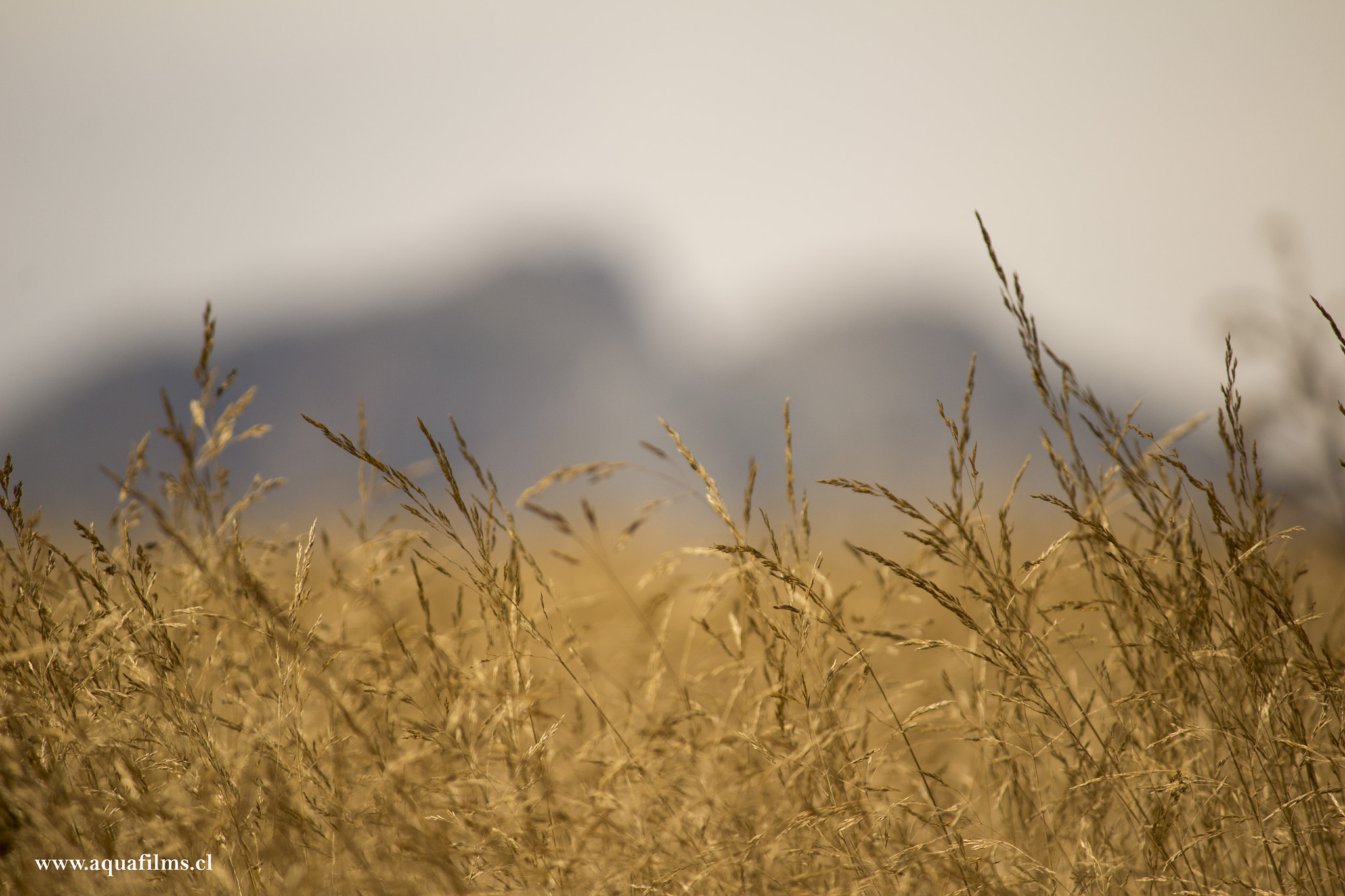 Canon EF-S 55-250mm F4-5.6 IS II sample photo. Loncopangue photography