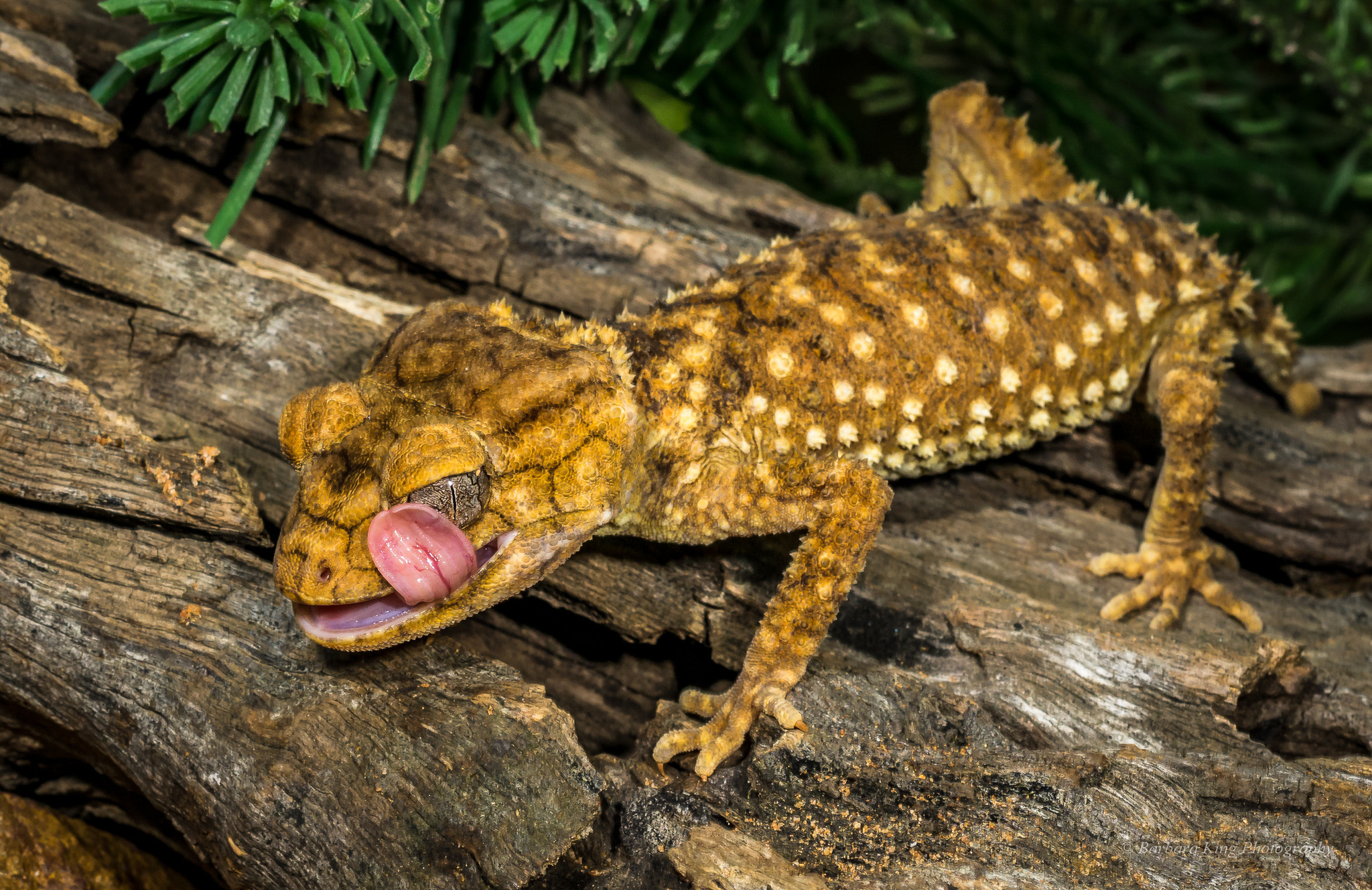 Sony 50mm F2.8 Macro sample photo. Geckoes photography