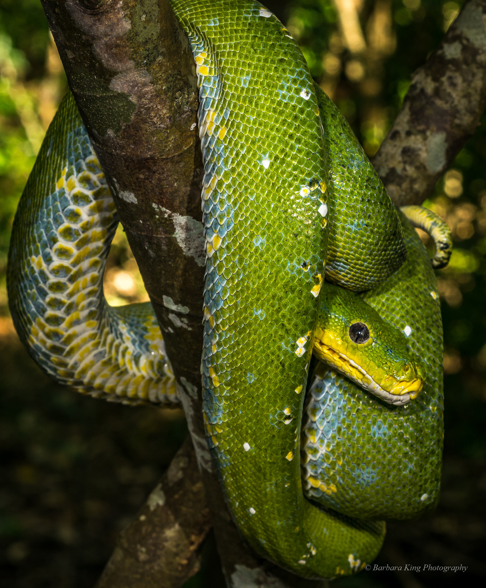 Sony 50mm F2.8 Macro sample photo. Geckoes photography