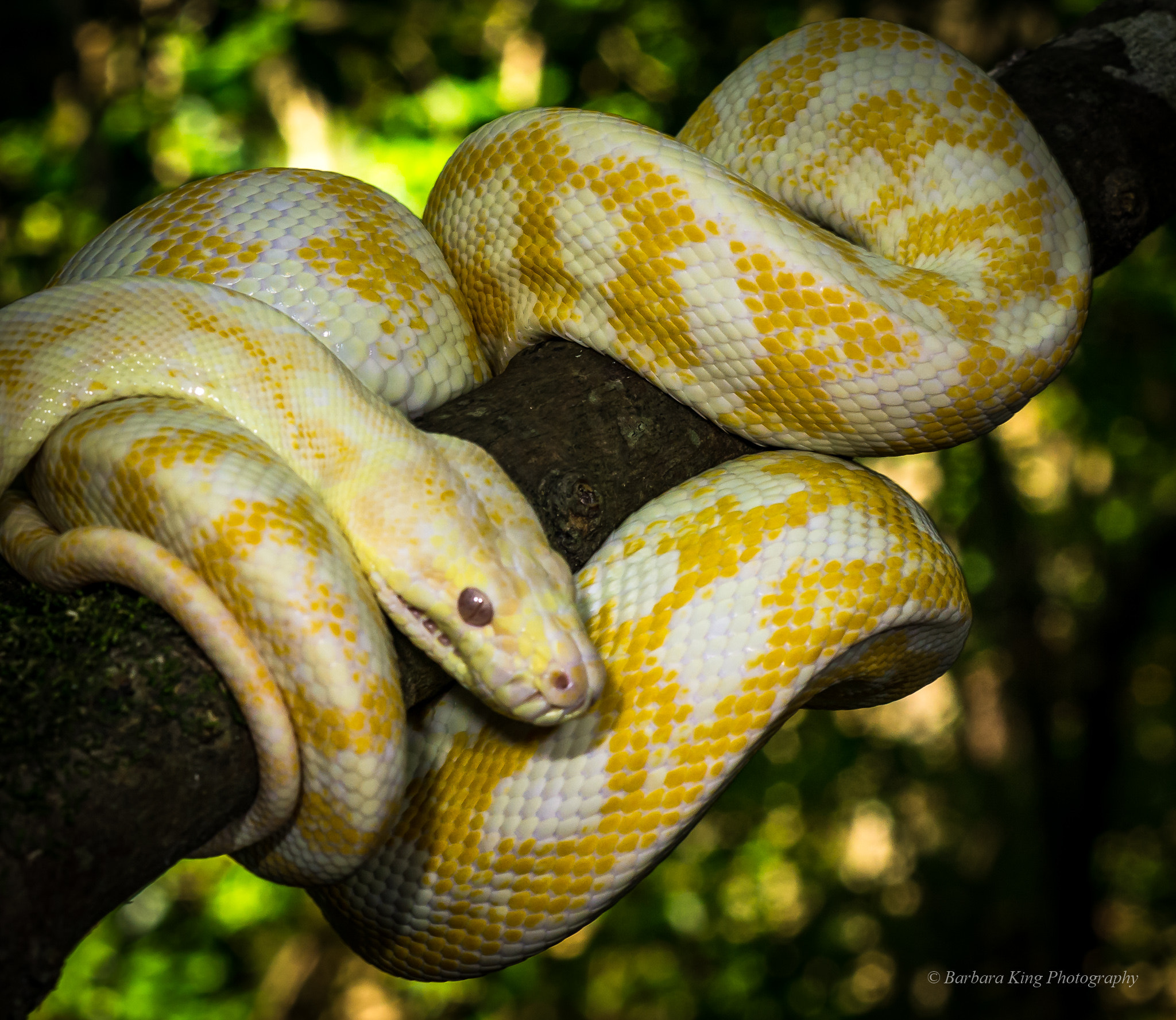 Sony 50mm F2.8 Macro sample photo. Geckoes photography