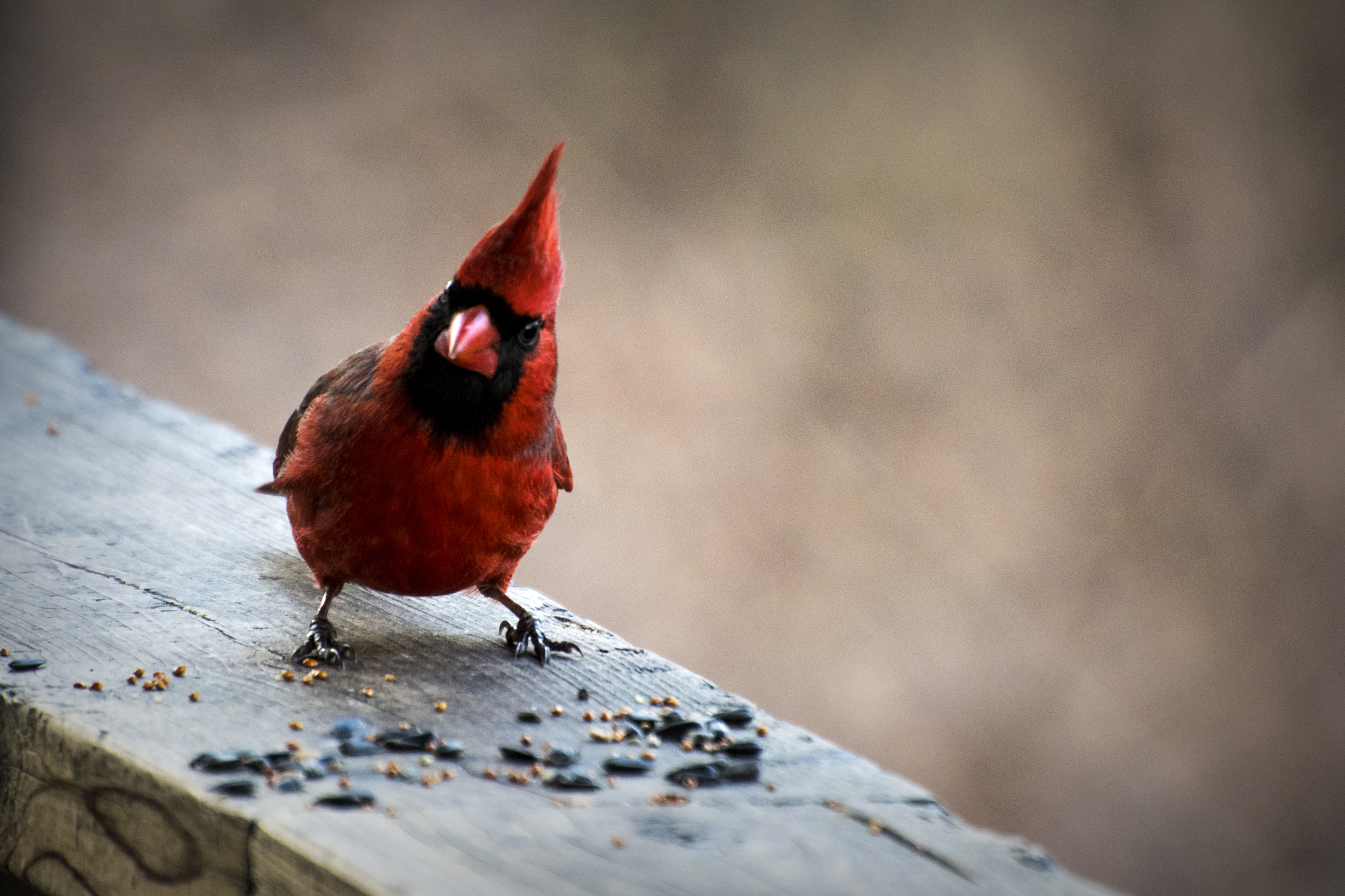 Nikon D500 sample photo. Angry bird. windsor, on. photography