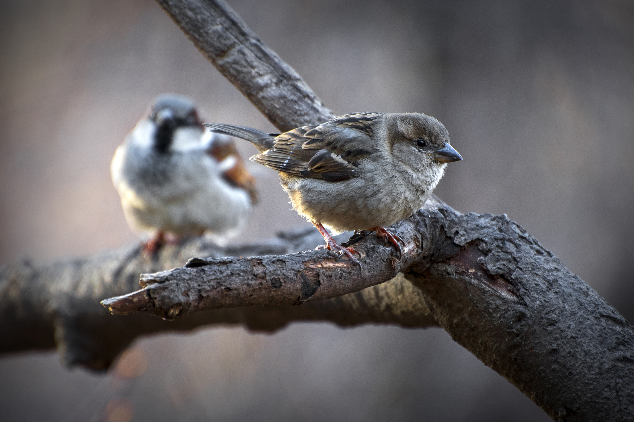 Nikon D500 sample photo. House sparrow female. windsor, on. photography