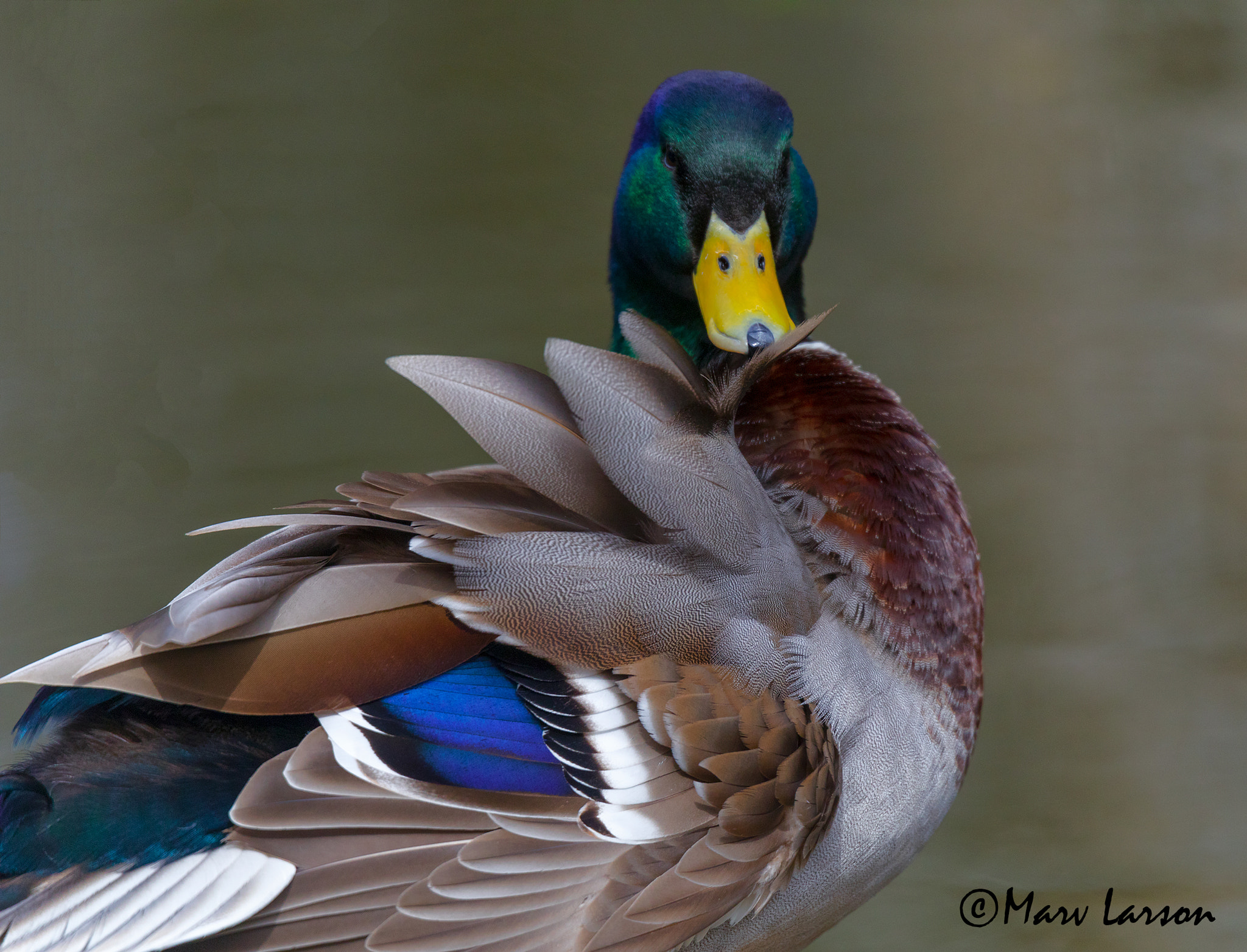 Tamron SP 150-600mm F5-6.3 Di VC USD sample photo. Sexy mallard photography