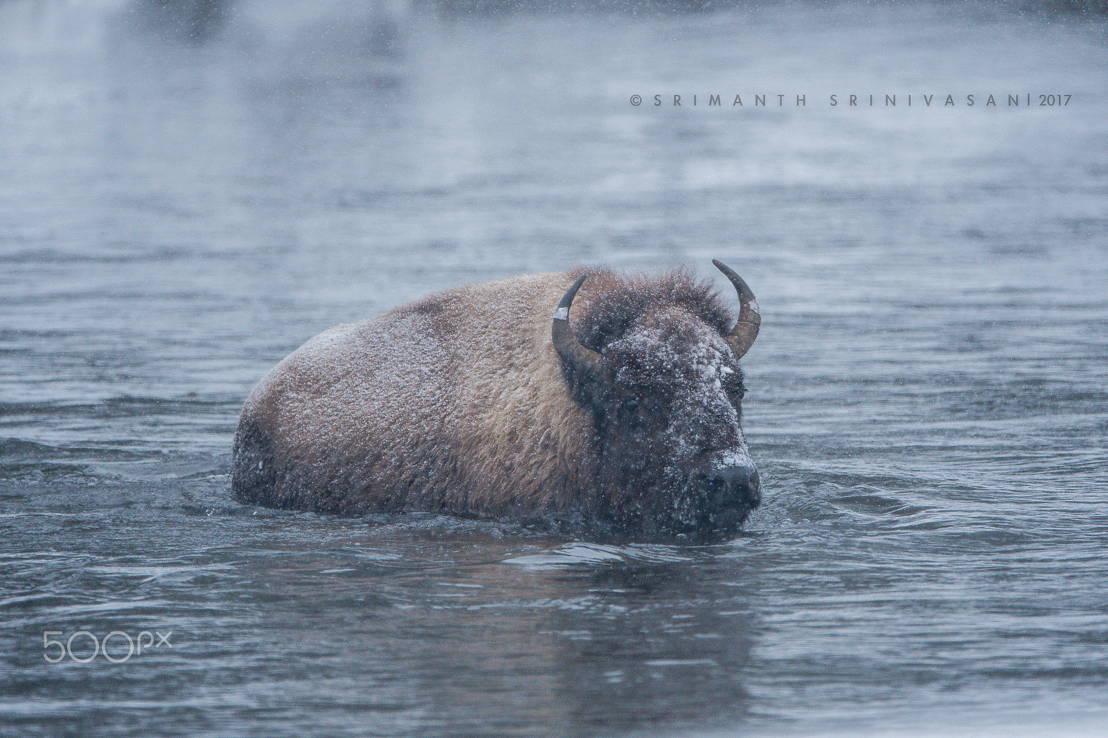 Nikon D500 sample photo. Happy world wildlife day photography