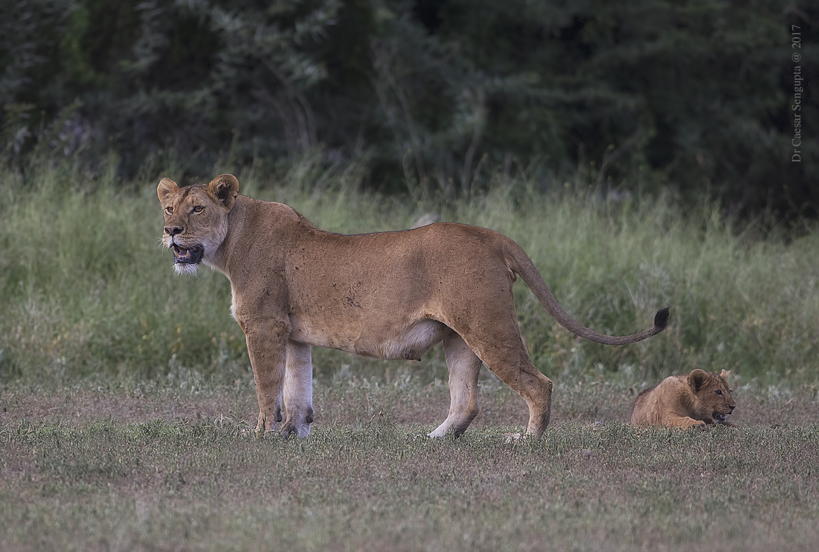 Canon EOS-1D X + Canon EF 500mm F4L IS USM sample photo. Lioness with cub photography