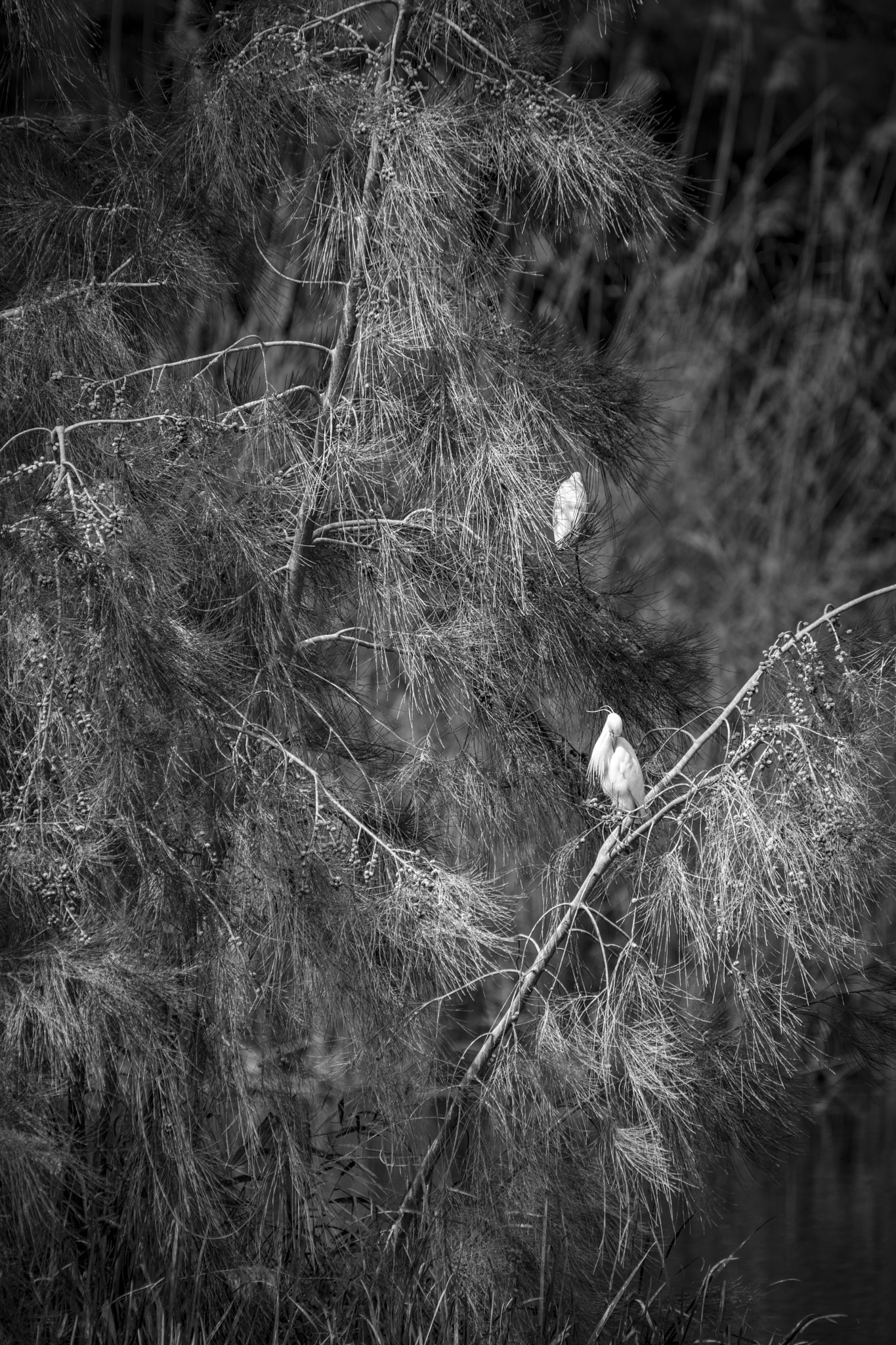 Nikon AF-S Nikkor 200-500mm F5.6E ED VR sample photo. Birds photography