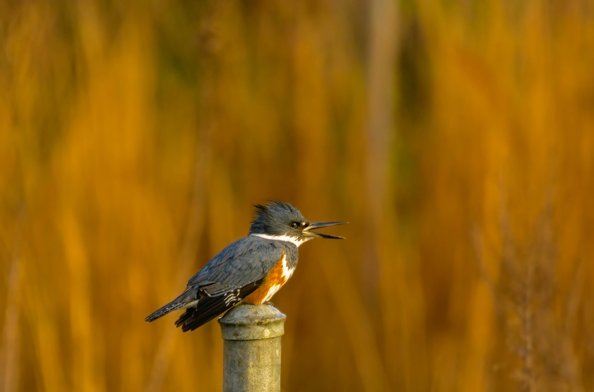 Sigma 150-600mm F5-6.3 DG OS HSM | C sample photo. Belted kingfisher photography