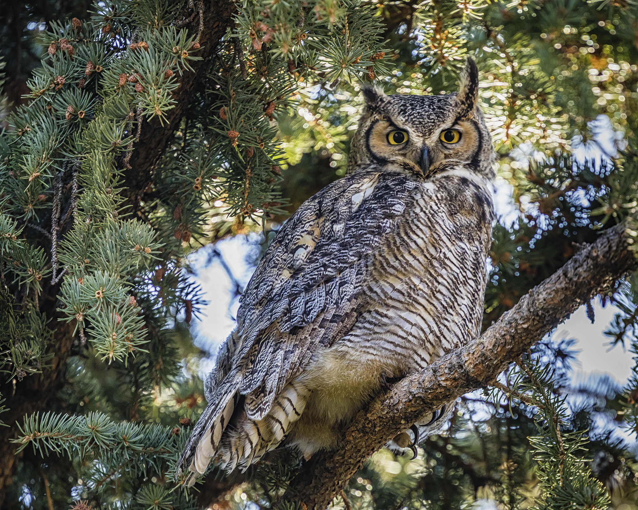 Canon EF 400mm F4 DO IS II USM sample photo. Great horned owl, male photography