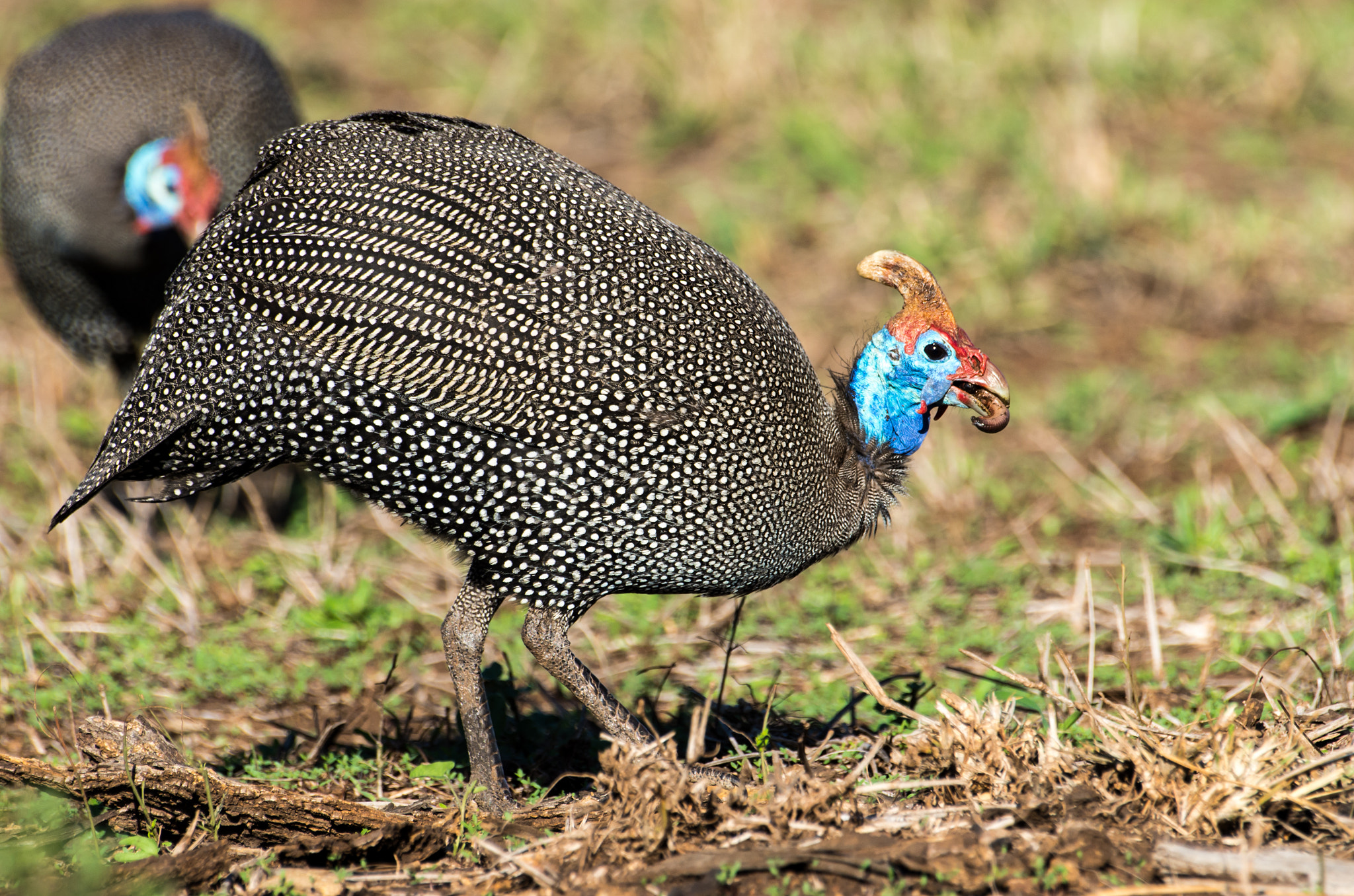 Pentax K-5 II sample photo. Helmeted guineafowl feeding photography