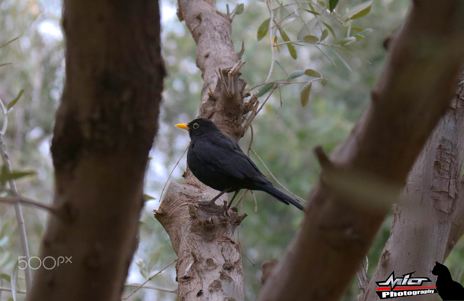 Canon EOS 760D (EOS Rebel T6s / EOS 8000D) sample photo. Black bird photography