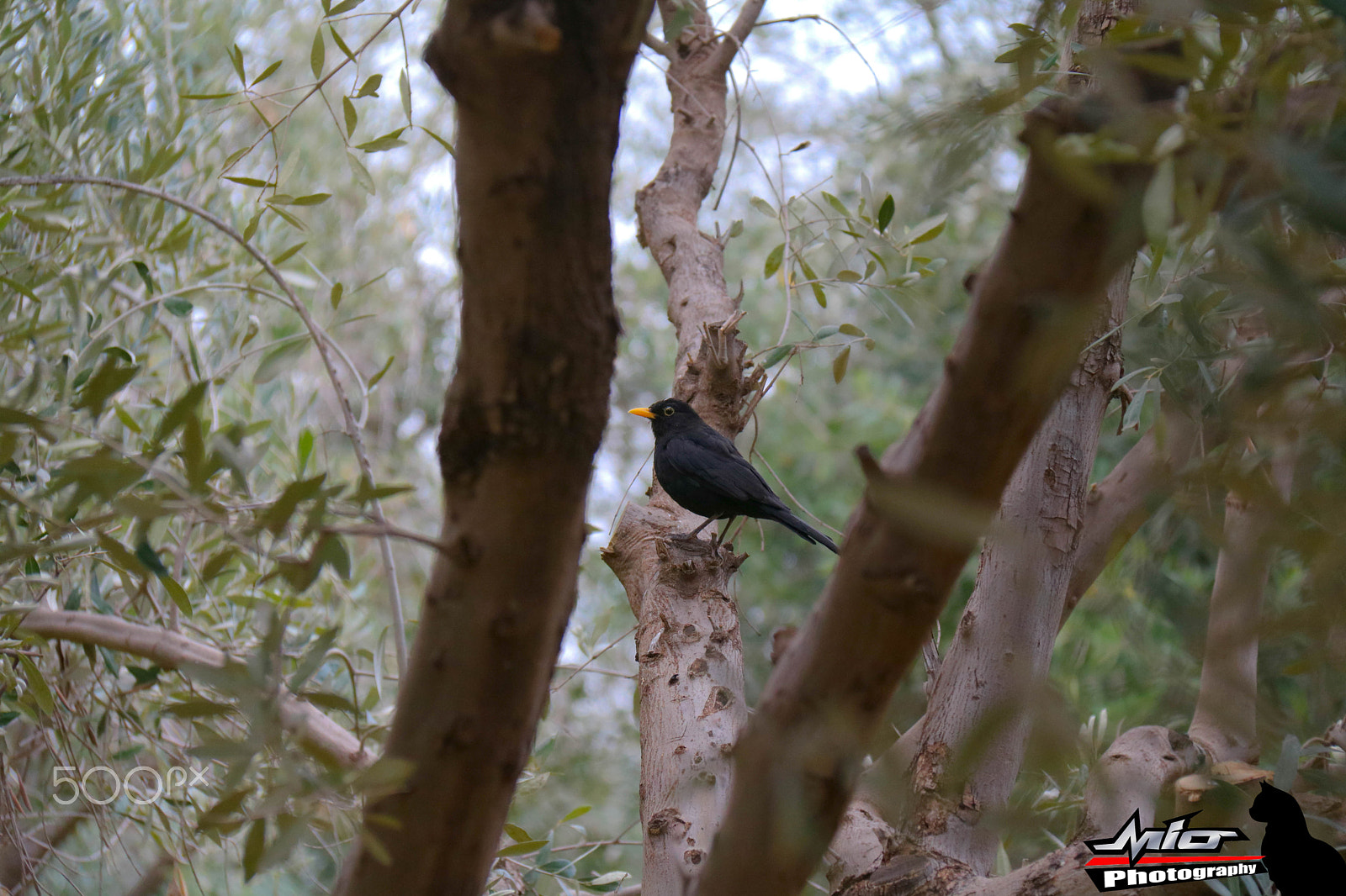 Canon EOS 760D (EOS Rebel T6s / EOS 8000D) sample photo. Black bird photography
